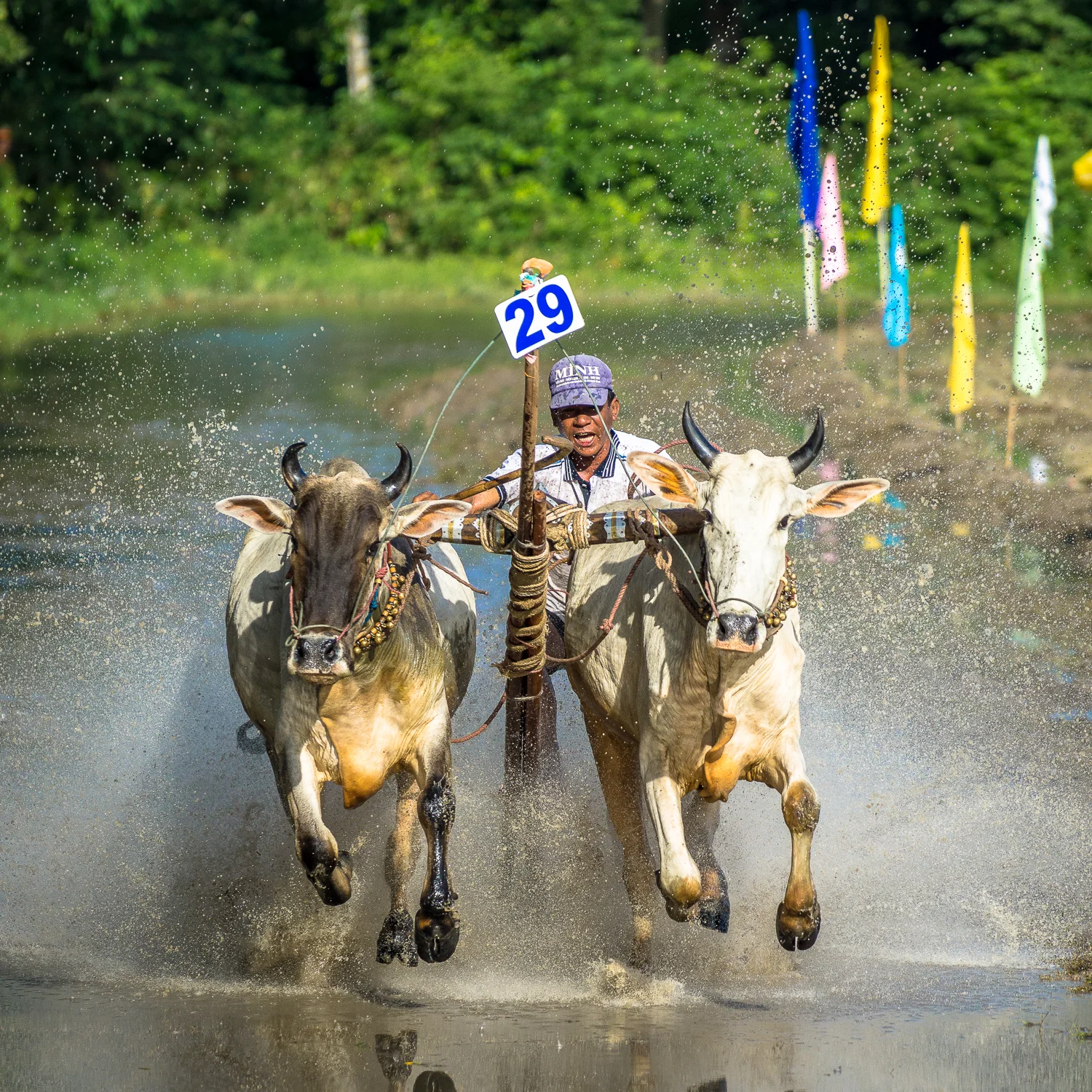 Cow Racing, Chau Doc, Vietnam