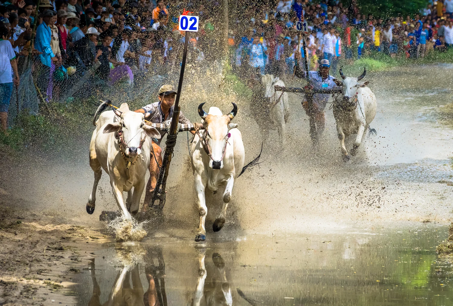Cow Racing, Chau Doc, Vietnam
