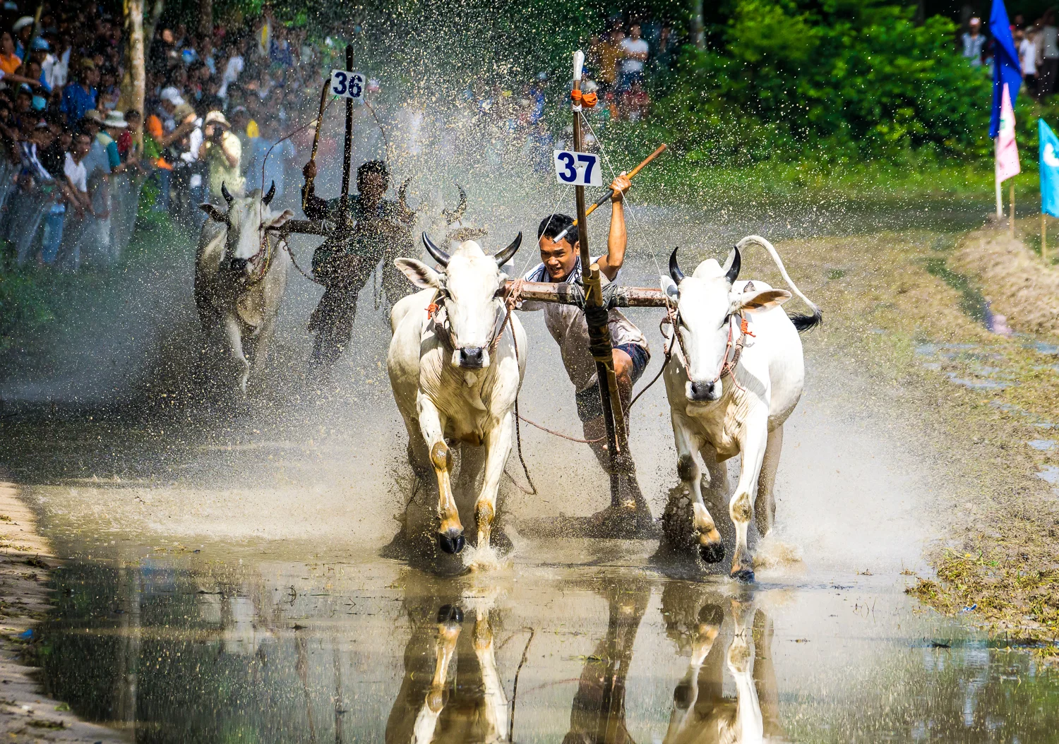 Cow Racing, Chau Doc, Vietnam