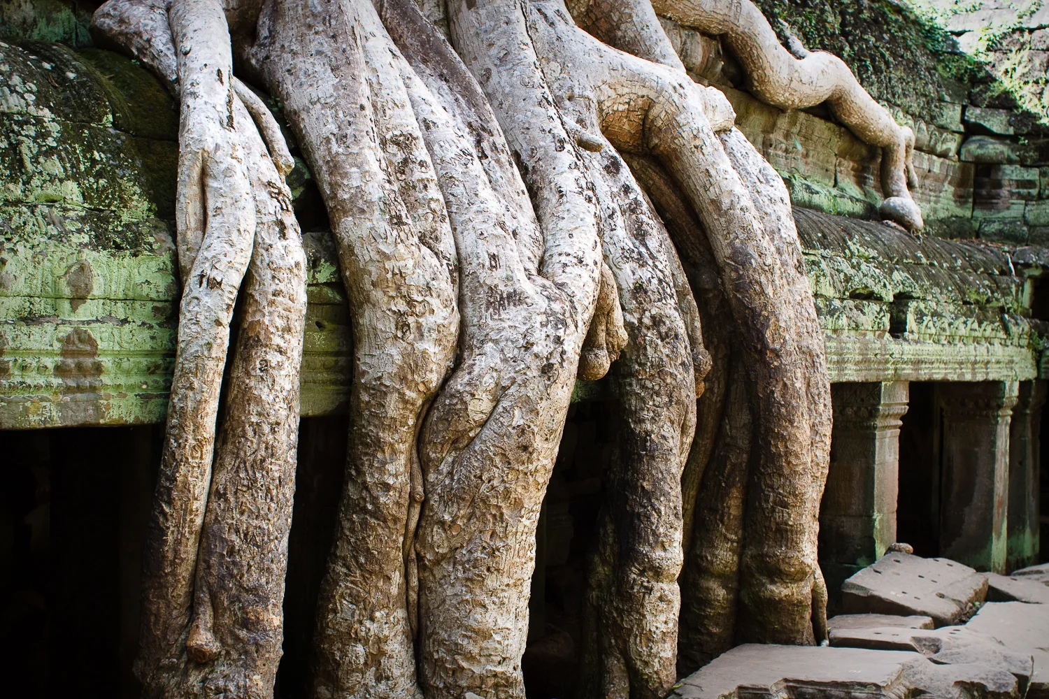 Ta Prohm Temple, Angkor, Cambodia