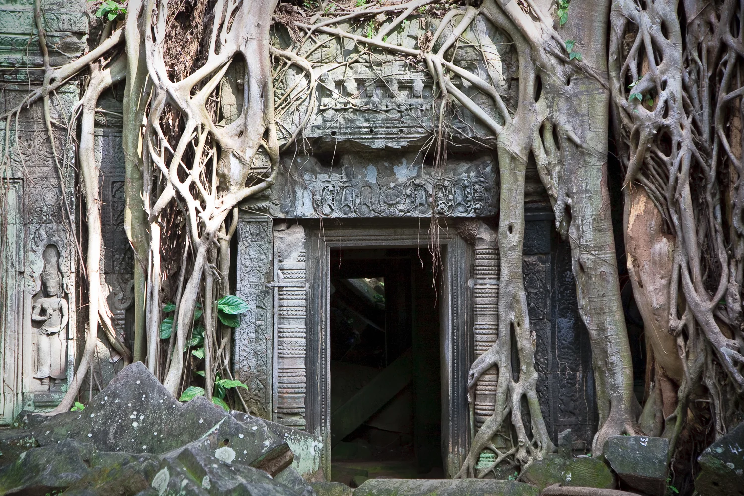 Ta Prohm Temple, Angkor, Cambodia