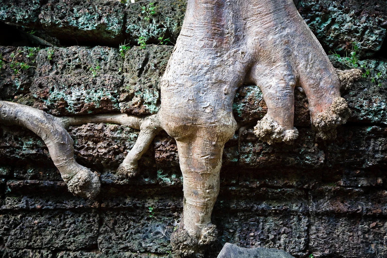 Ta Prohm Temple, Angkor, Cambodia