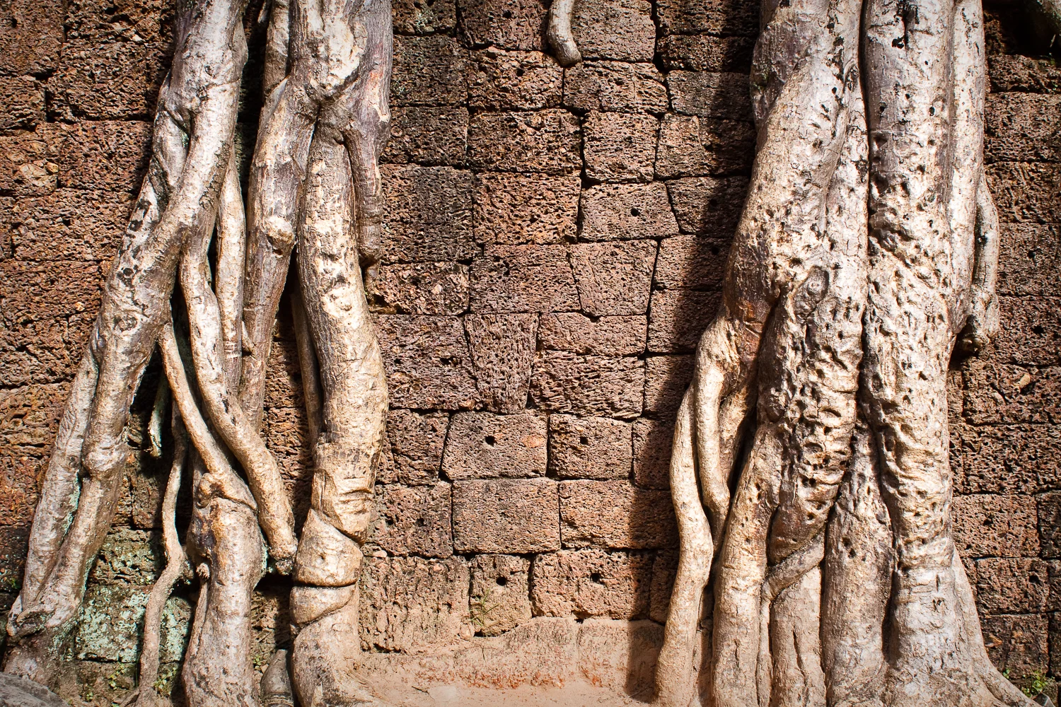 Ta Prohm Temple, Angkor, Cambodia