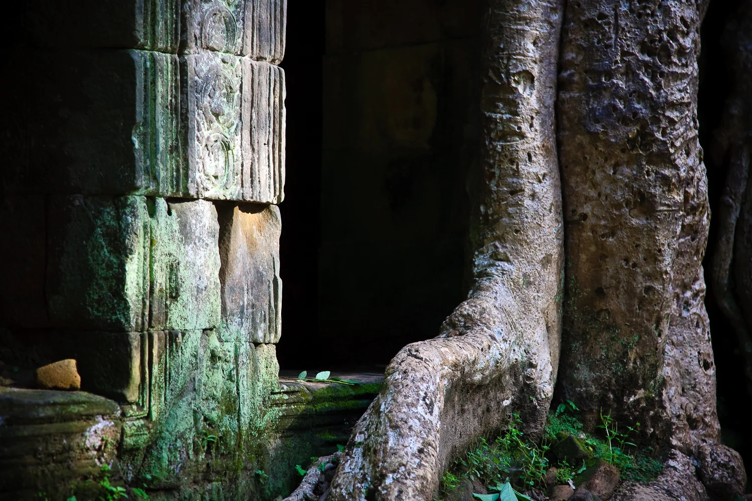 Ta Prohm Temple, Angkor, Cambodia