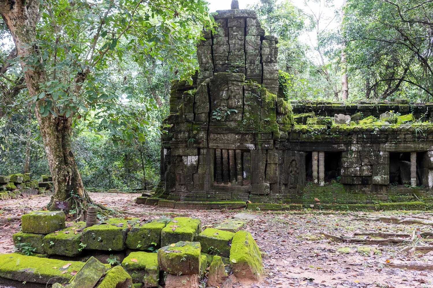 Ta Prohm Temple, Angkor, Cambodia