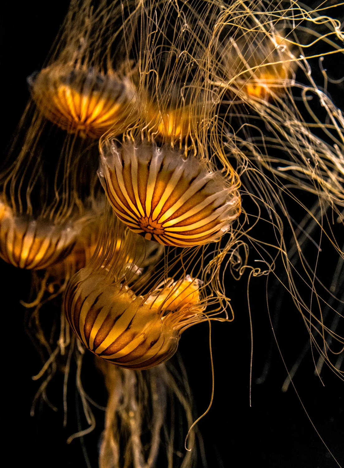 Aquarium of the Pacific, Long Beach