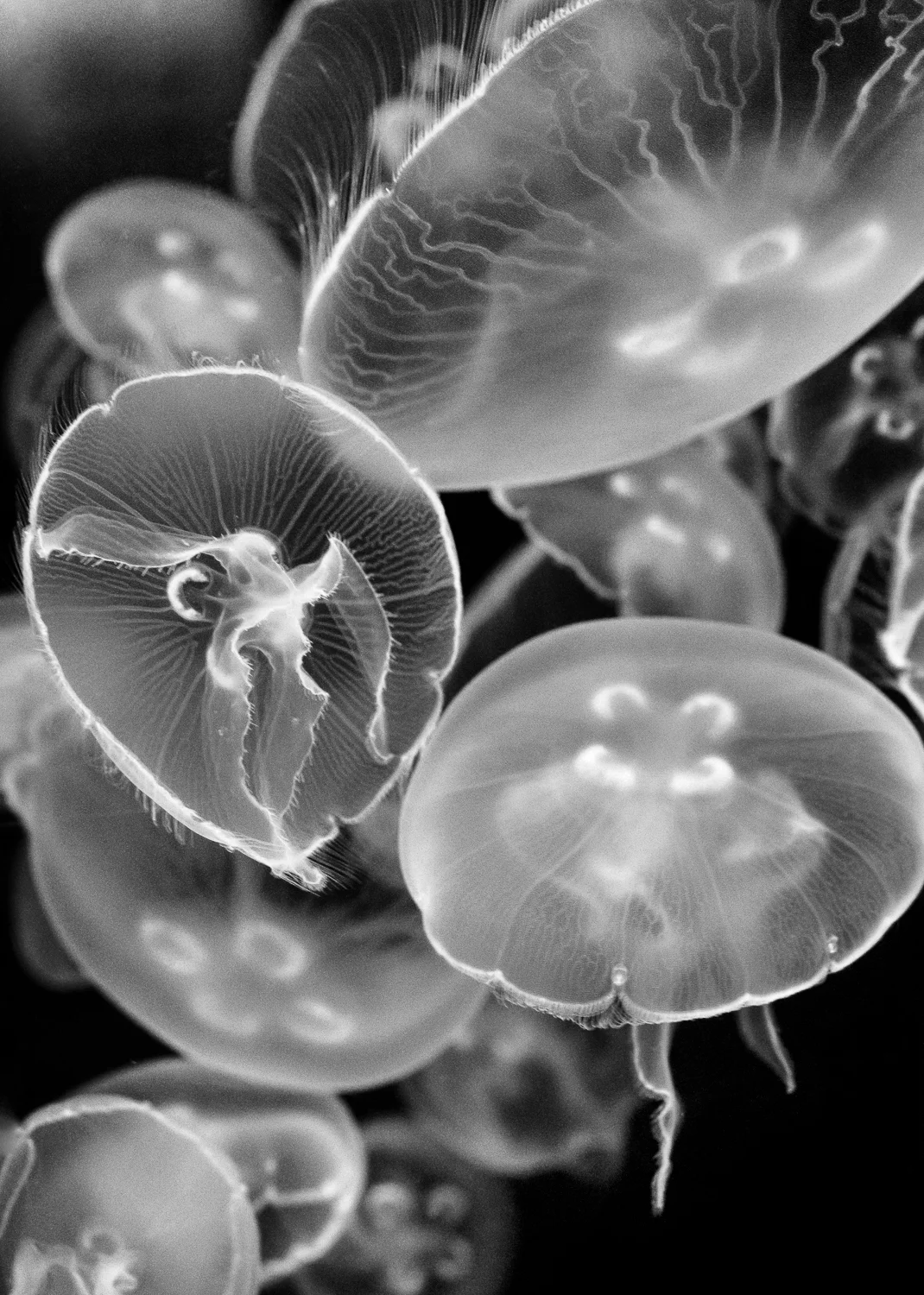 Aquarium of the Pacific, Long Beach