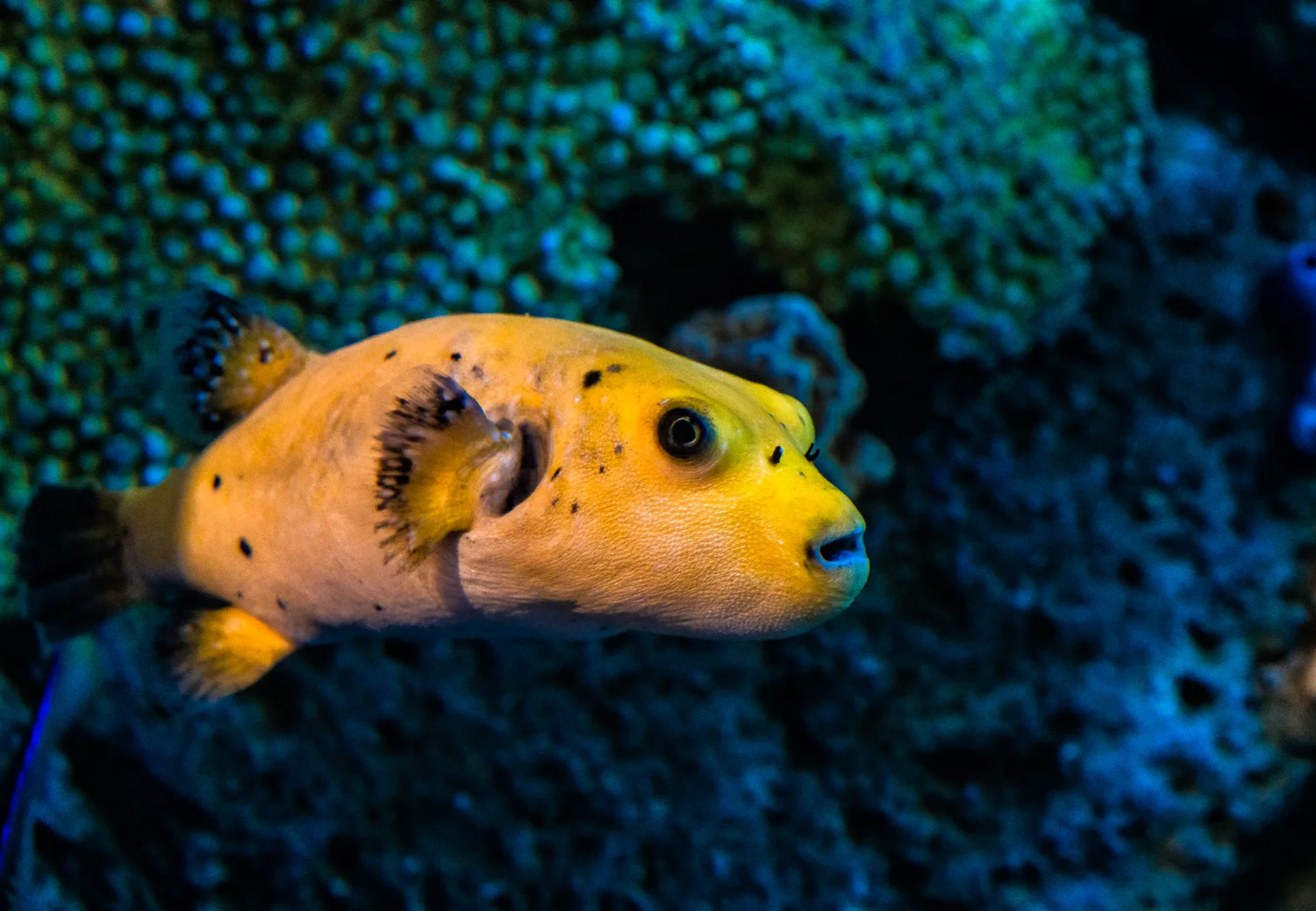 Aquarium of the Pacific, Long Beach