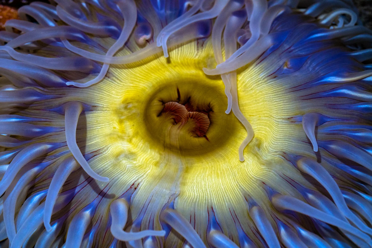 Aquarium of the Pacific, Long Beach