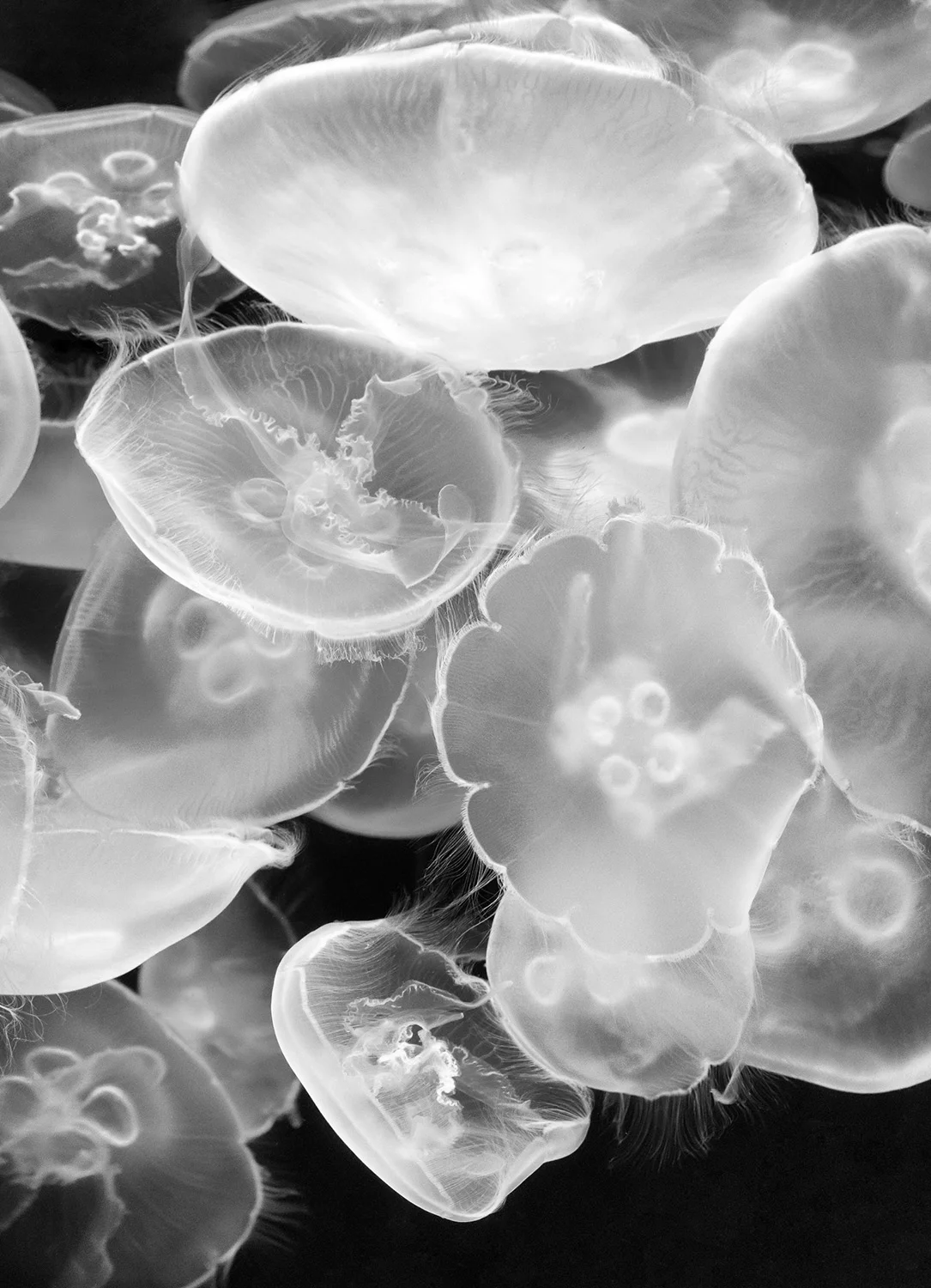 Aquarium of the Pacific, Long Beach