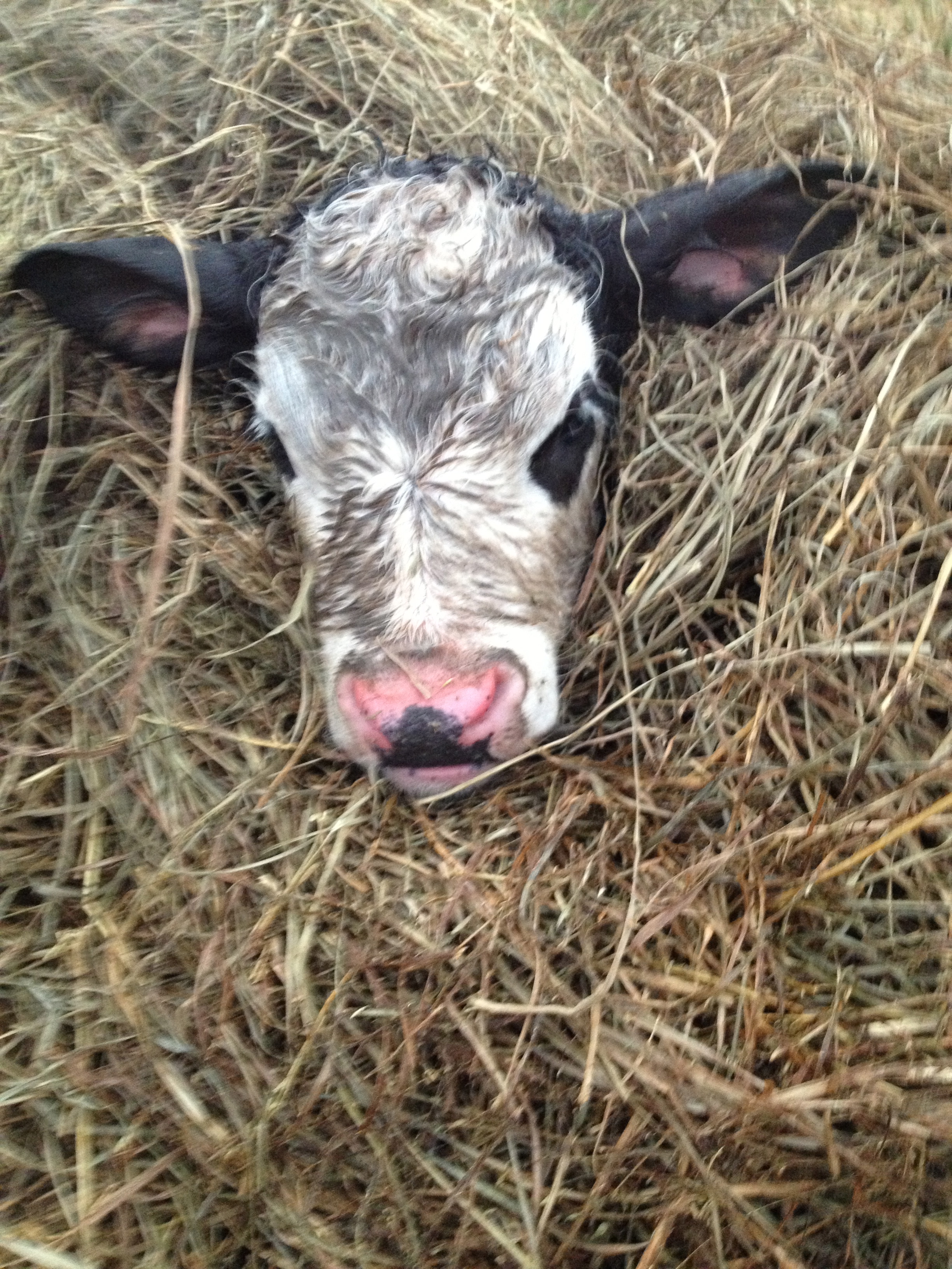 Staying warm in the hay