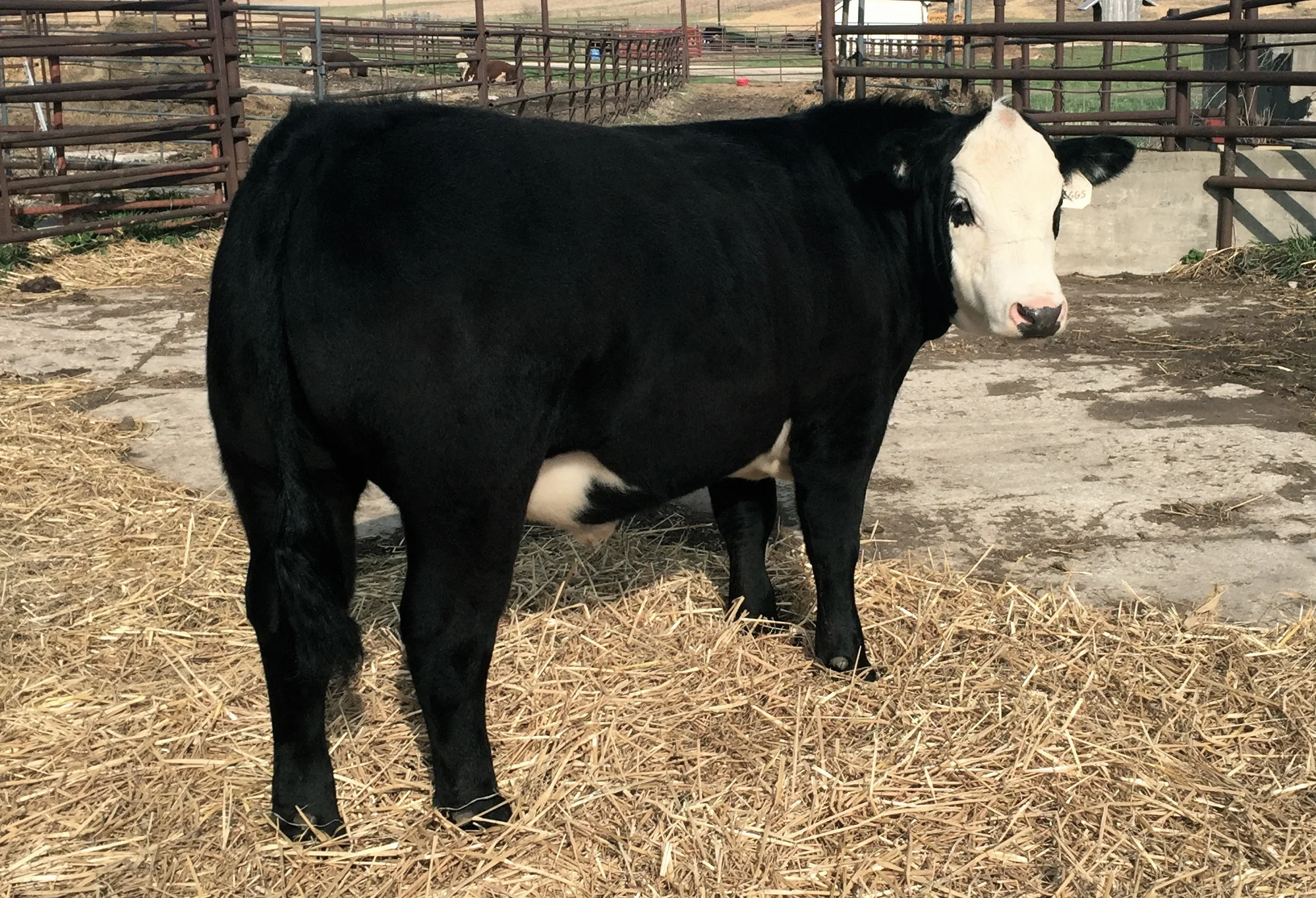 "Eggs" our black baldie show steer for Hereford HQ