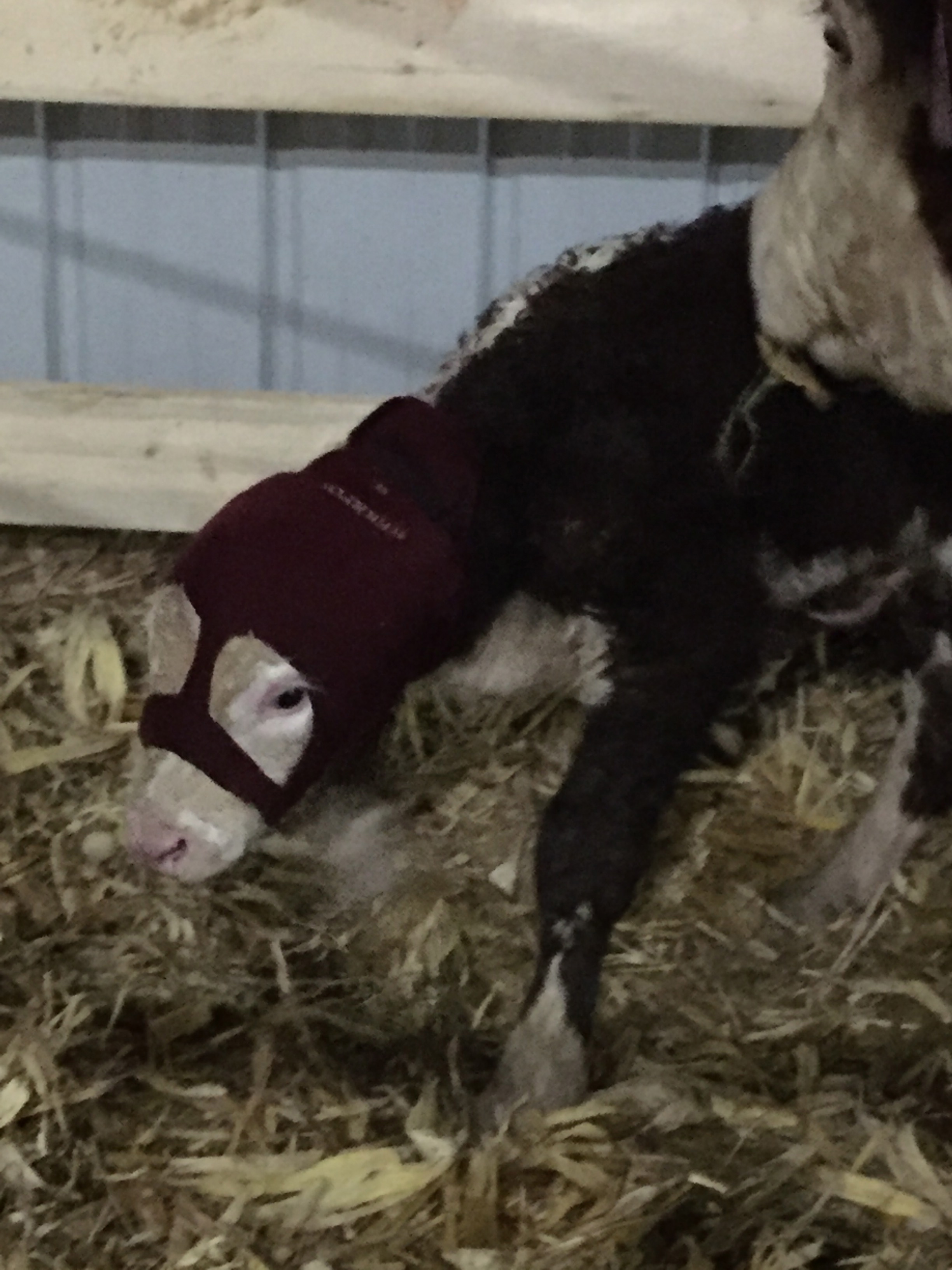 Keeping this newborns ears warm!