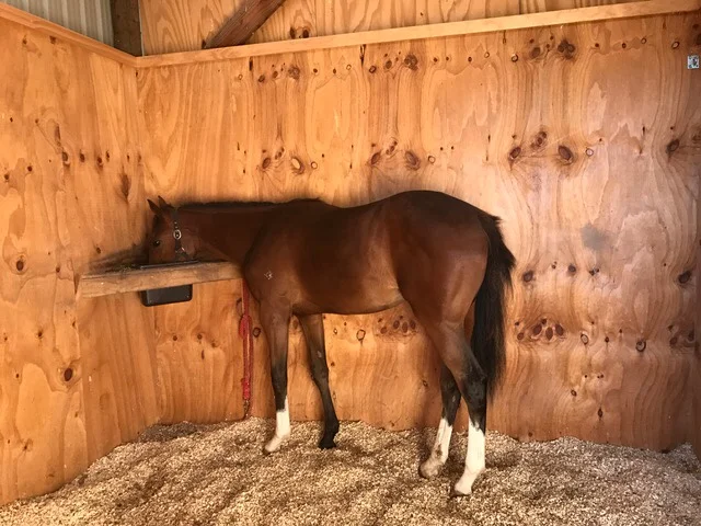 The stables - scene of the crime!