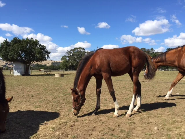 Yearlings being introduced to the hardships of the Wairarapa