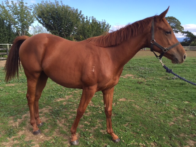 Young horse off to be broken in and sold
