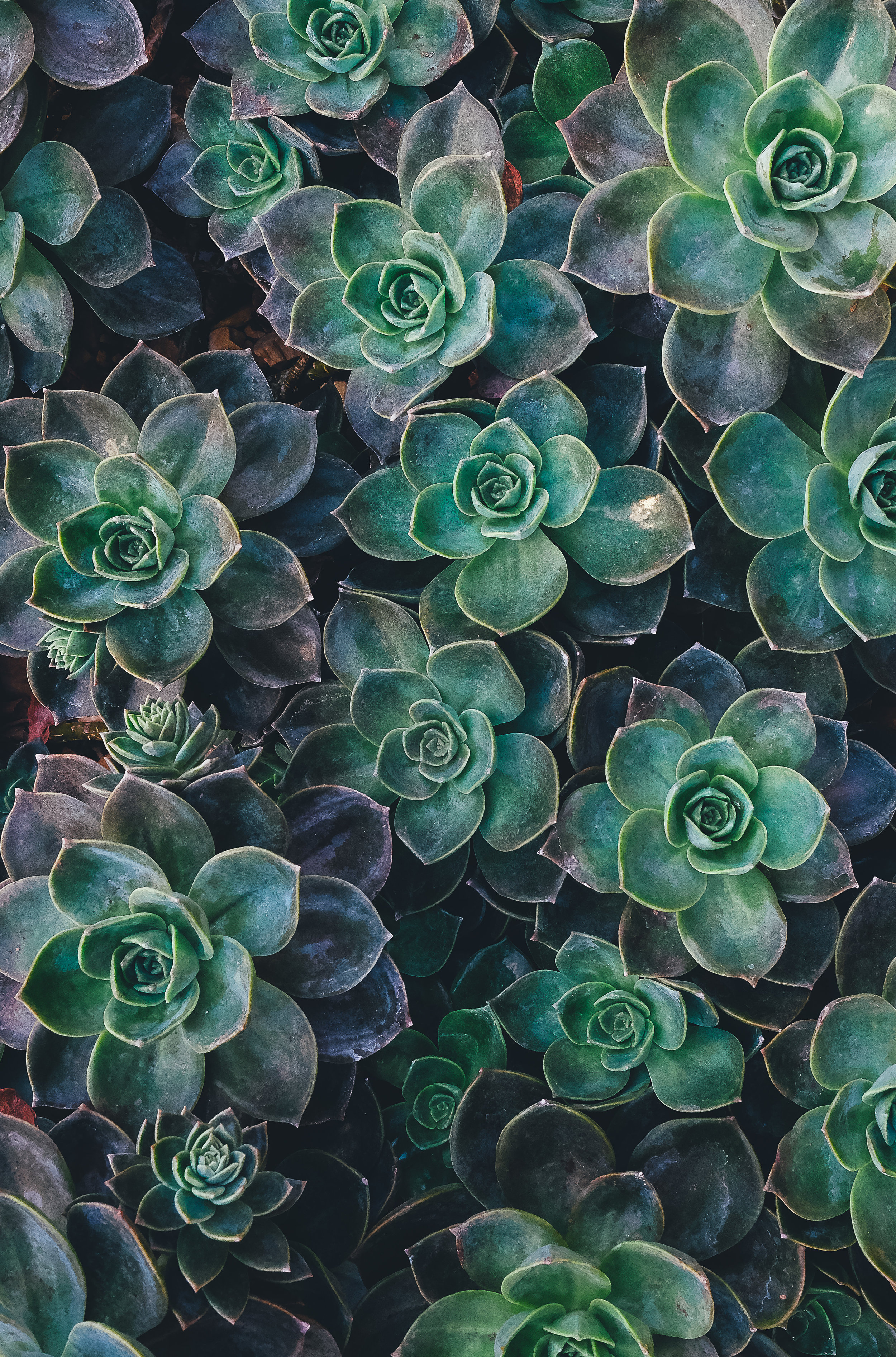 succulents.jpeg