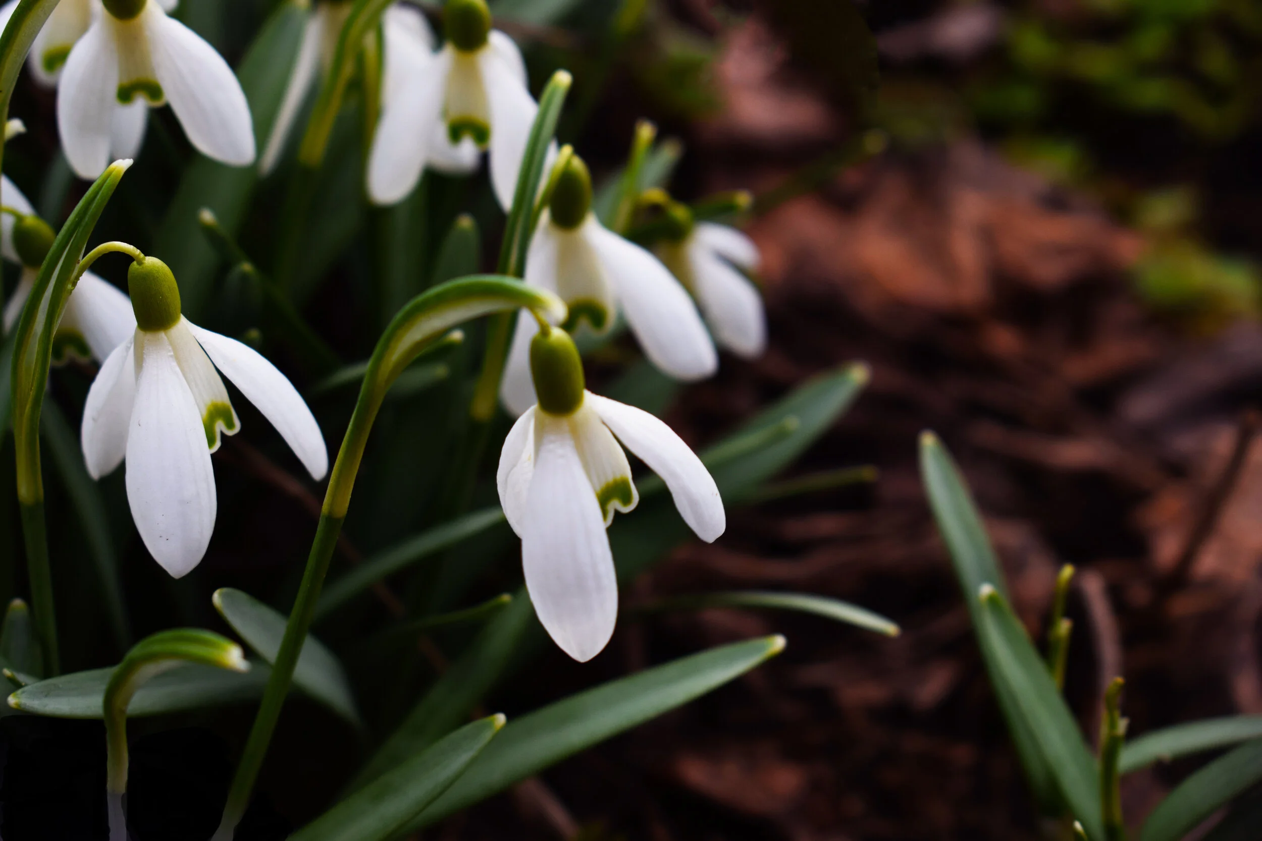 Plant: Snowdrop