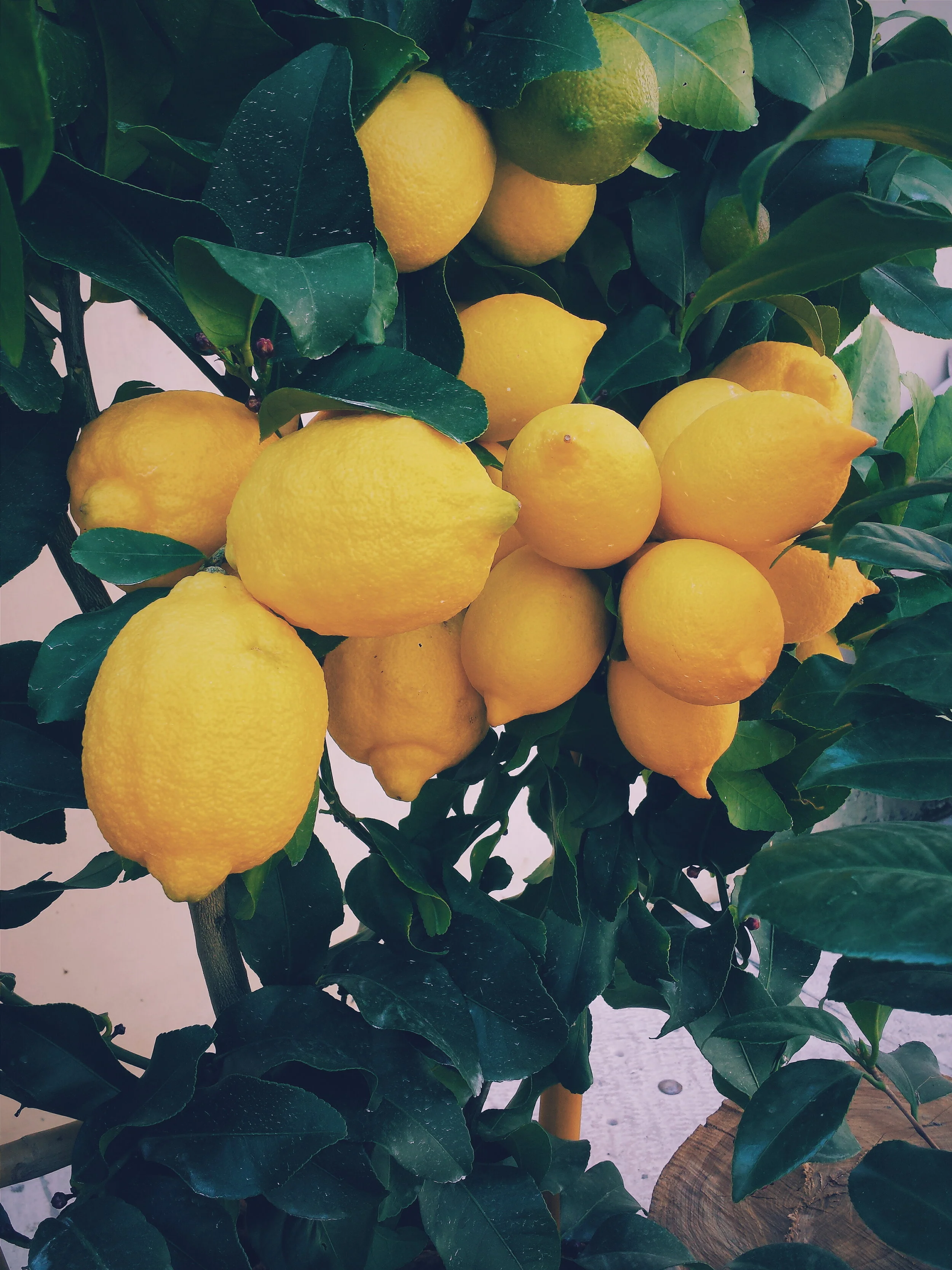 Lemons on Tree