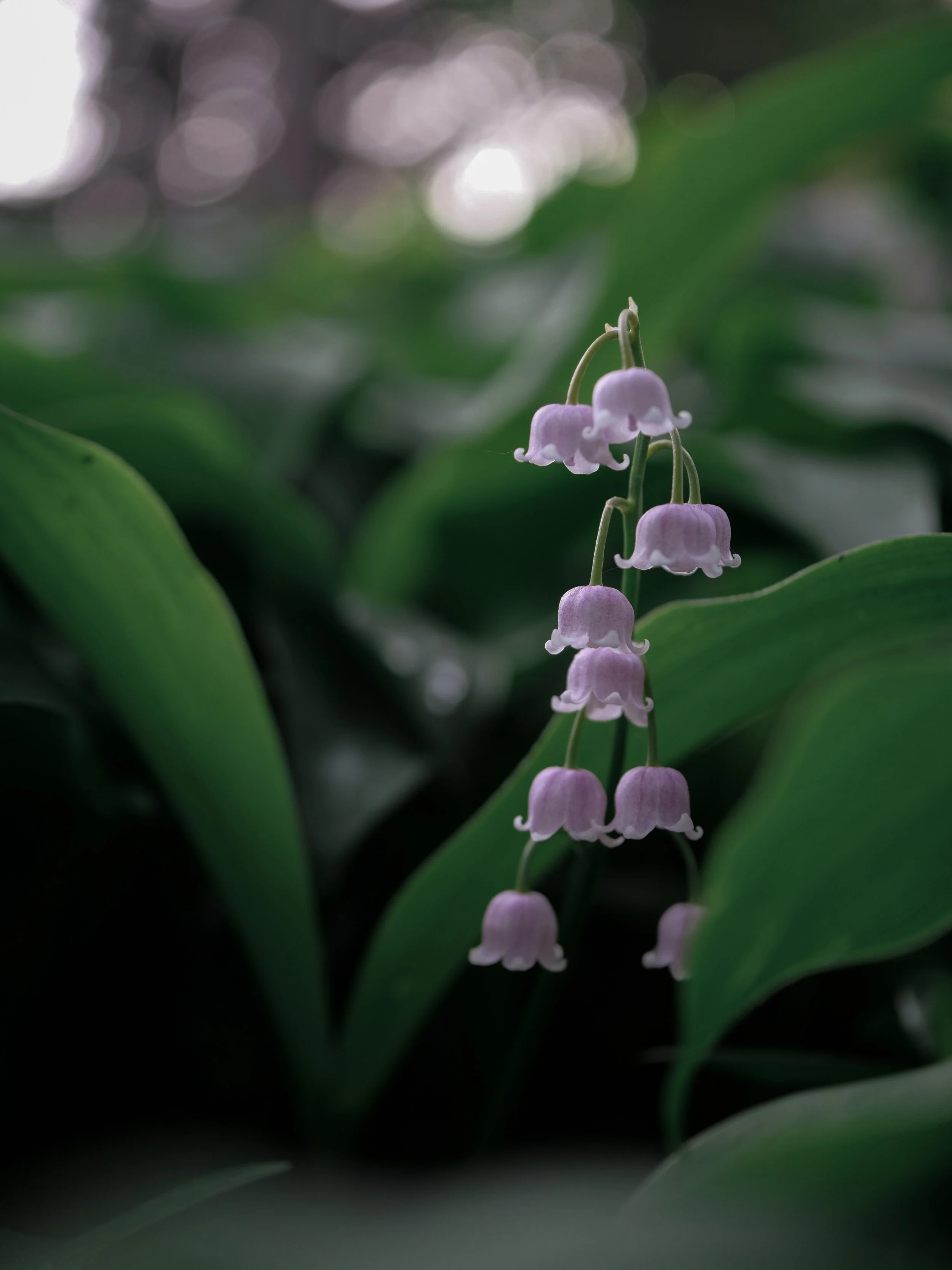 Lily of The Valley