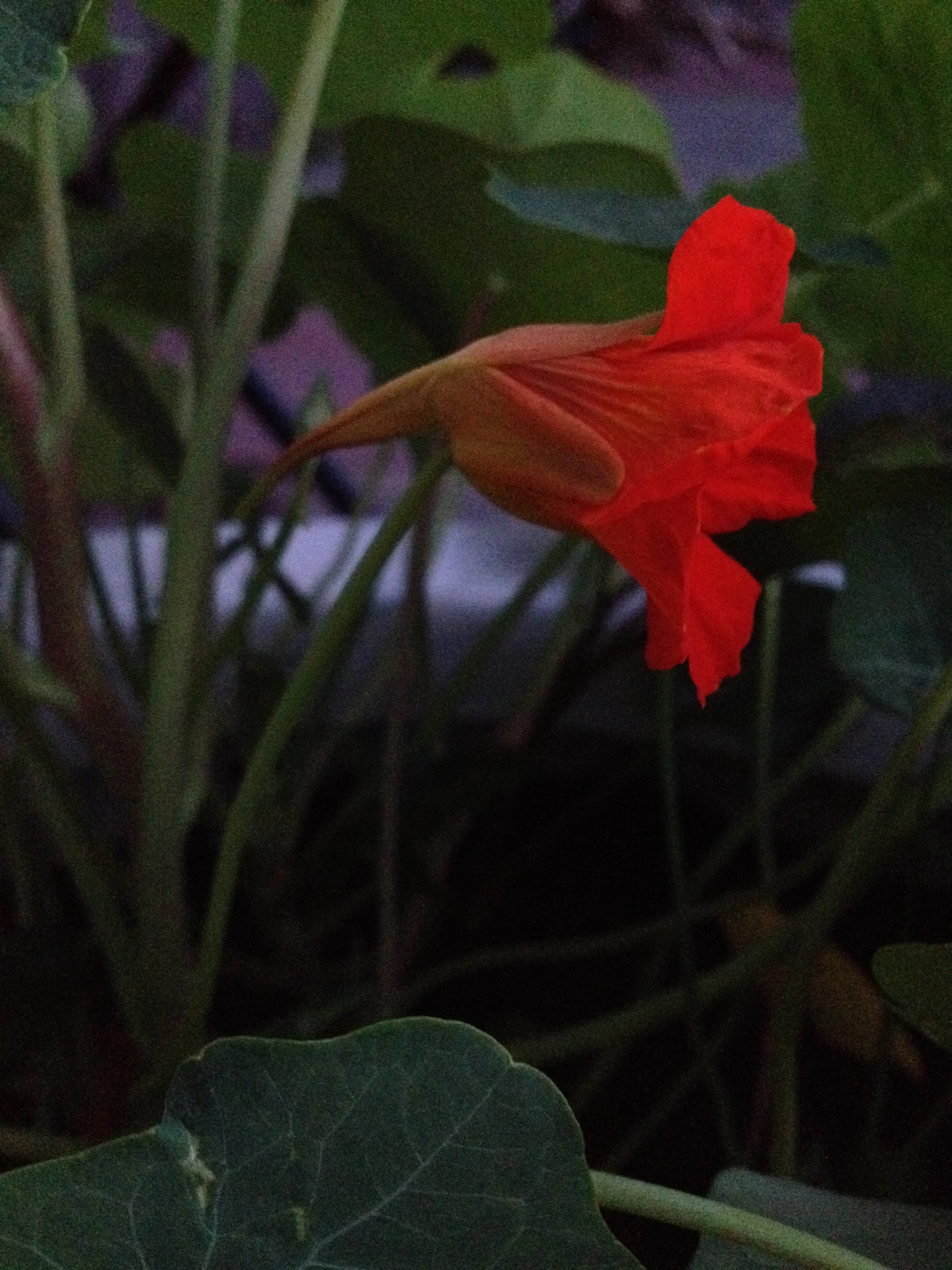 Nasturtiums