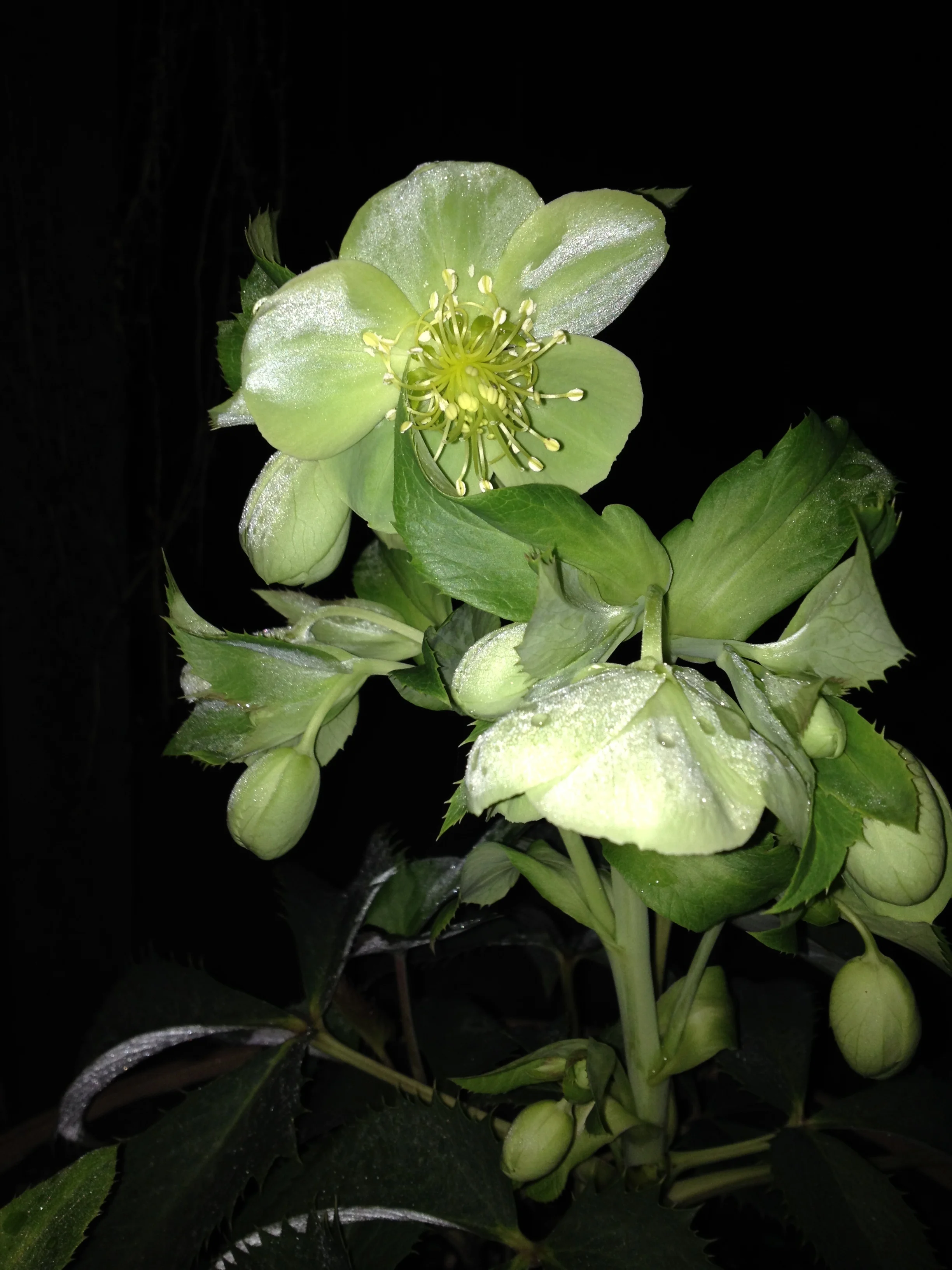 Hellebore