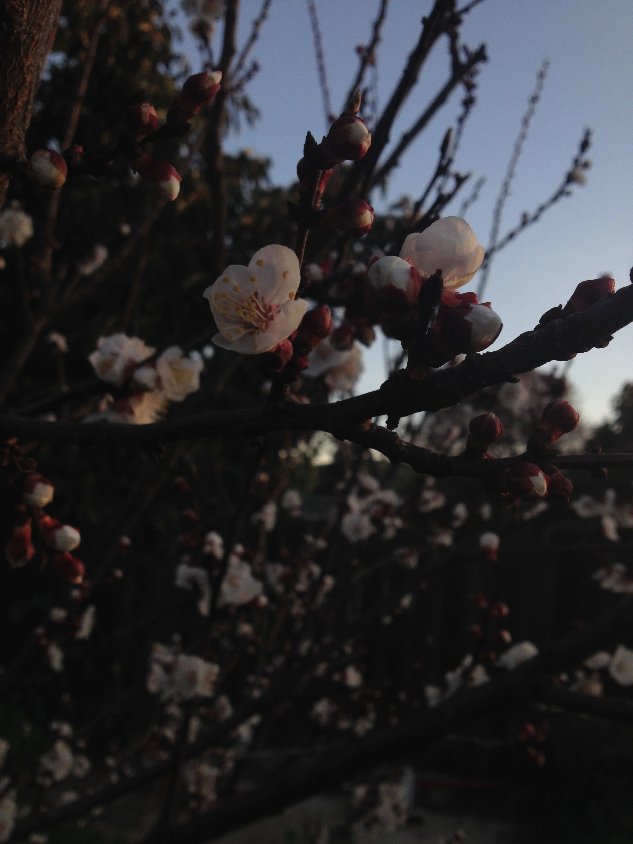 Apricot Tree is flowering