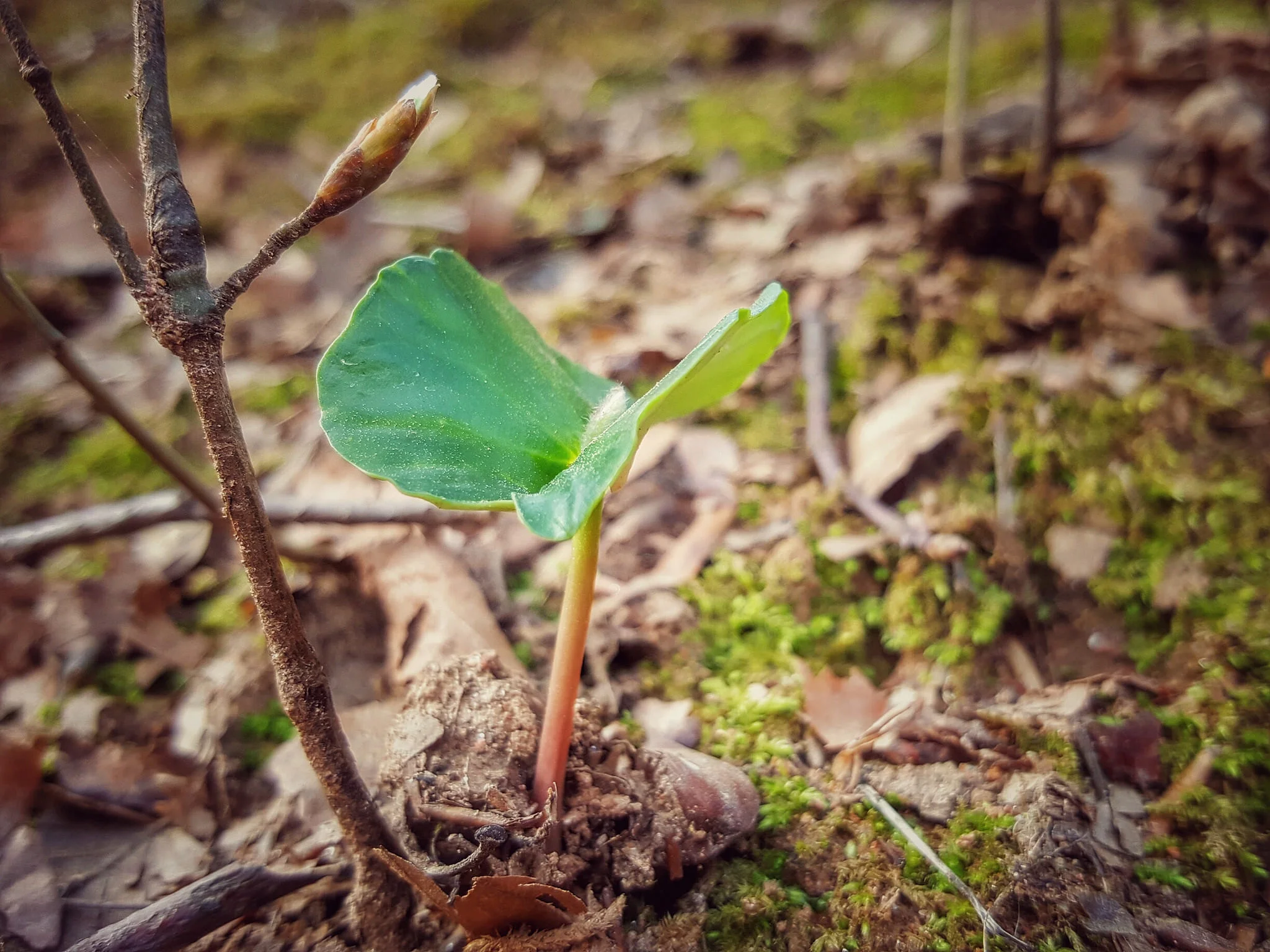 Grow 1.jpg