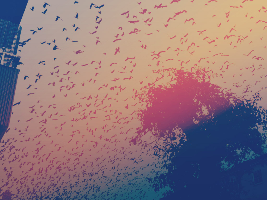 Birds---Color.jpg