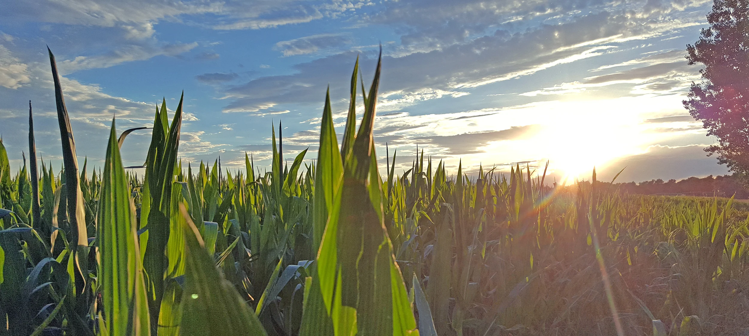 WT CORN.jpg