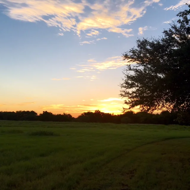 sunrisefield.jpg
