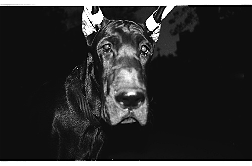 Old Dane