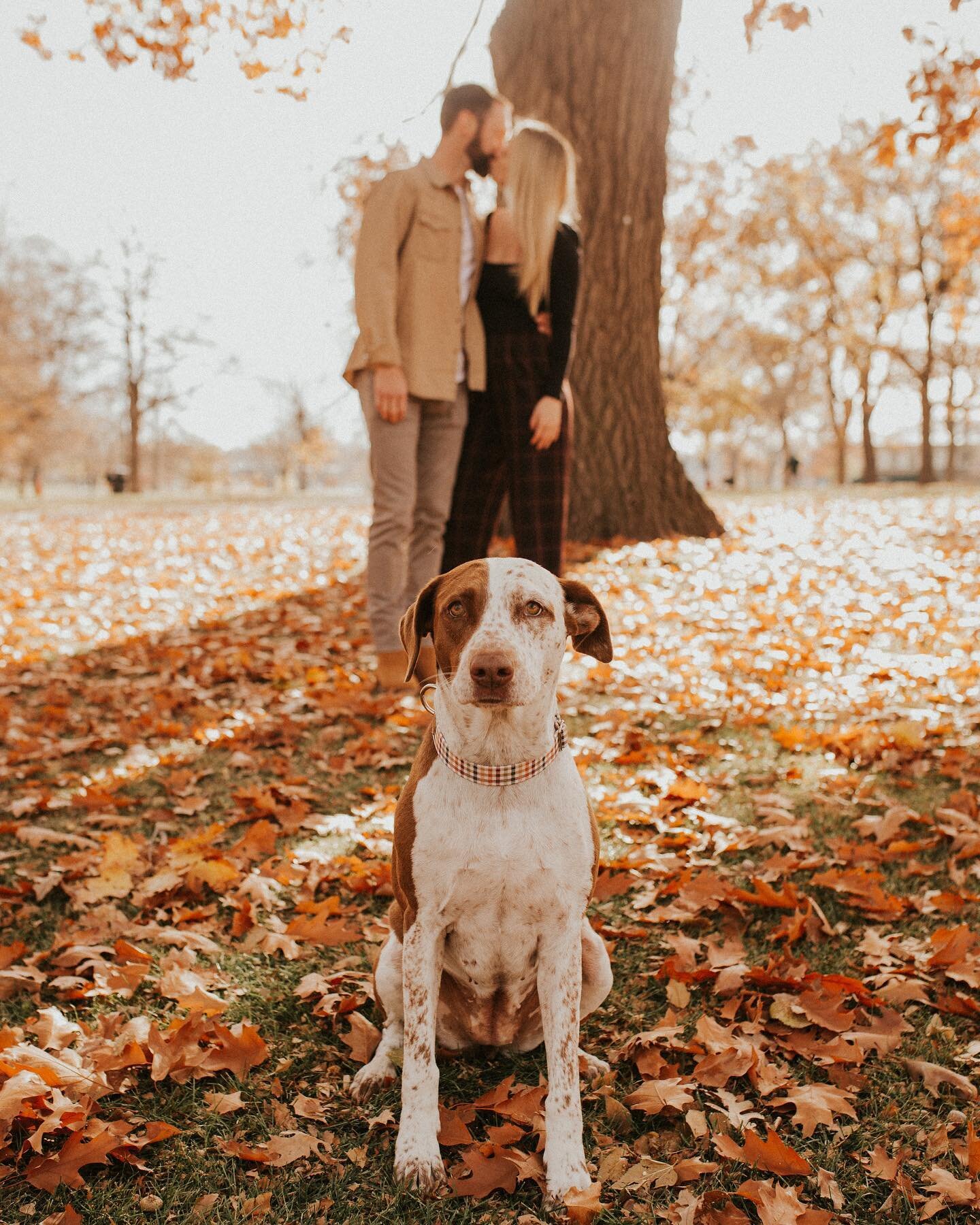 This is your sign to bring your pup to your photo sessions with me! 🫶🏼🍂🐶