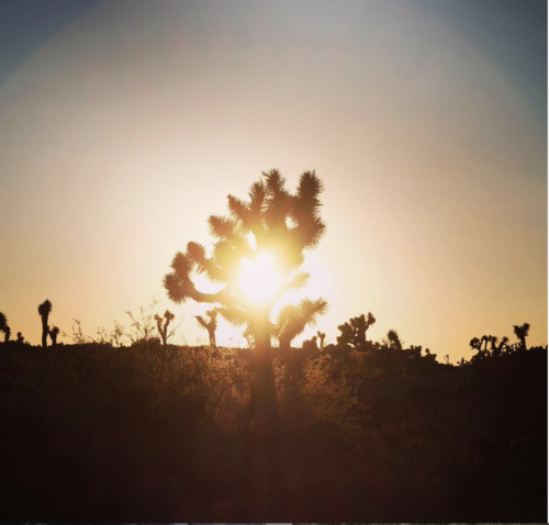JoshuaTreeSunsetJL.png