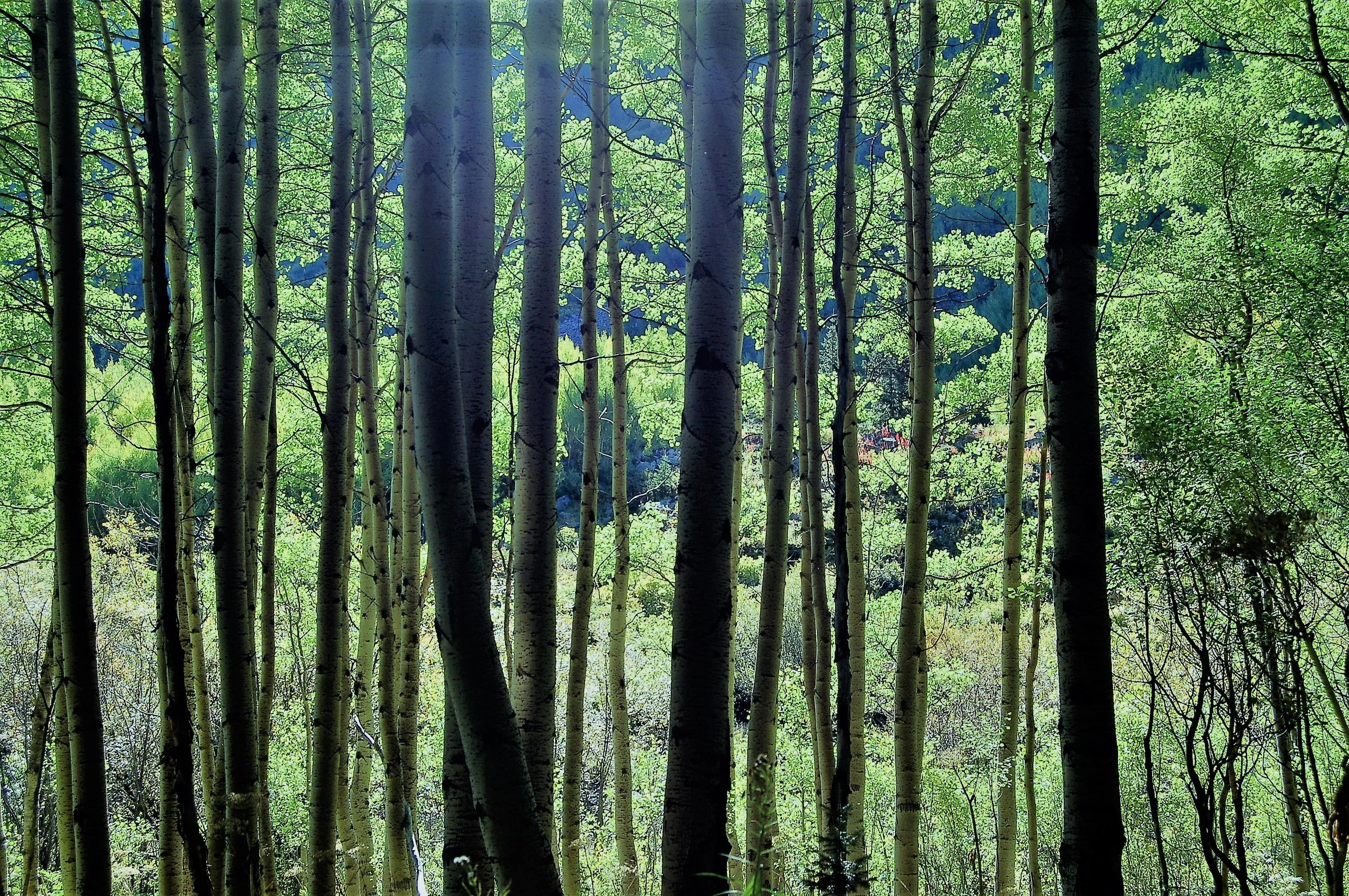 Maroon Bells Forest.jpg