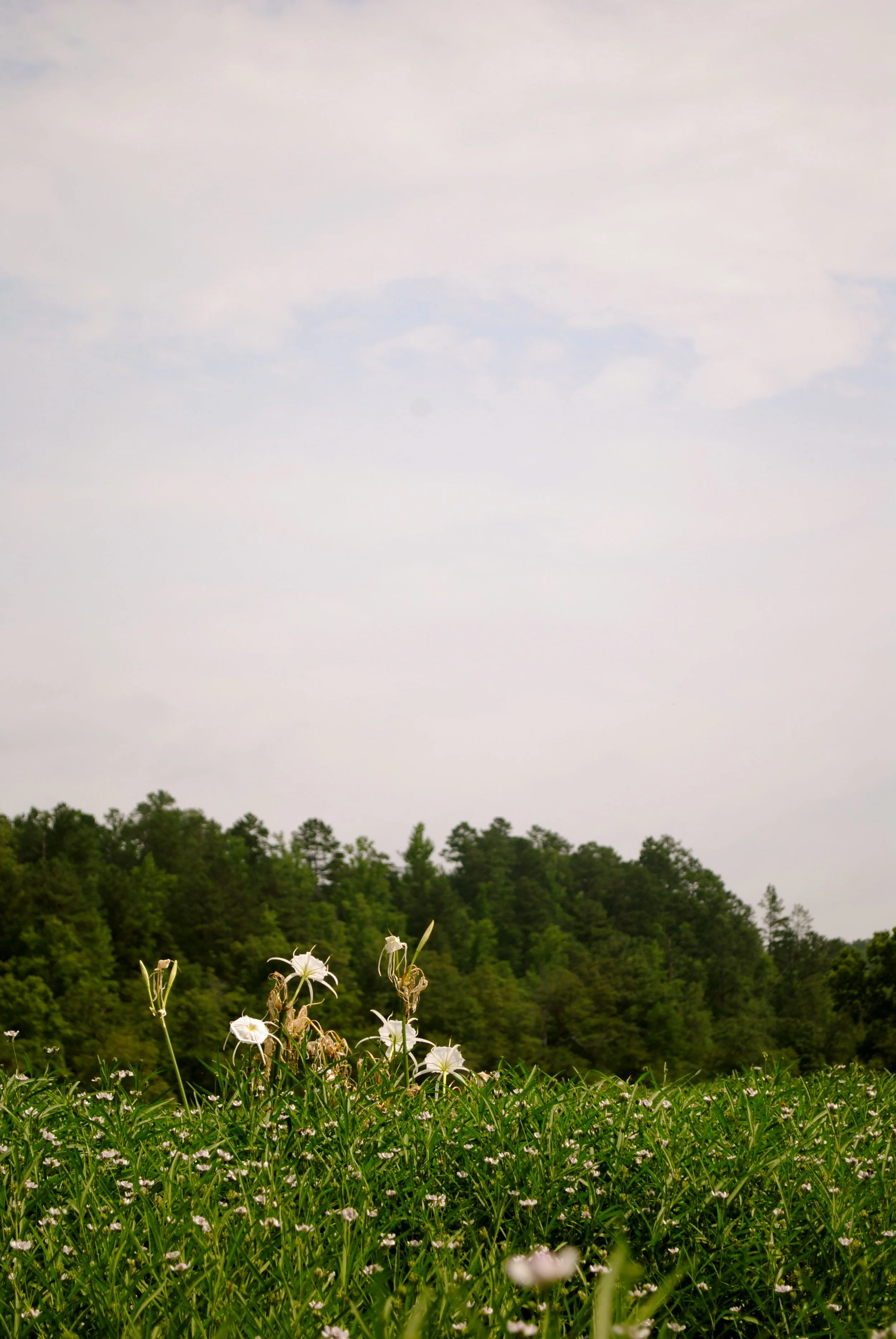 Cahaba Lilly at the Cahaba River Alabama