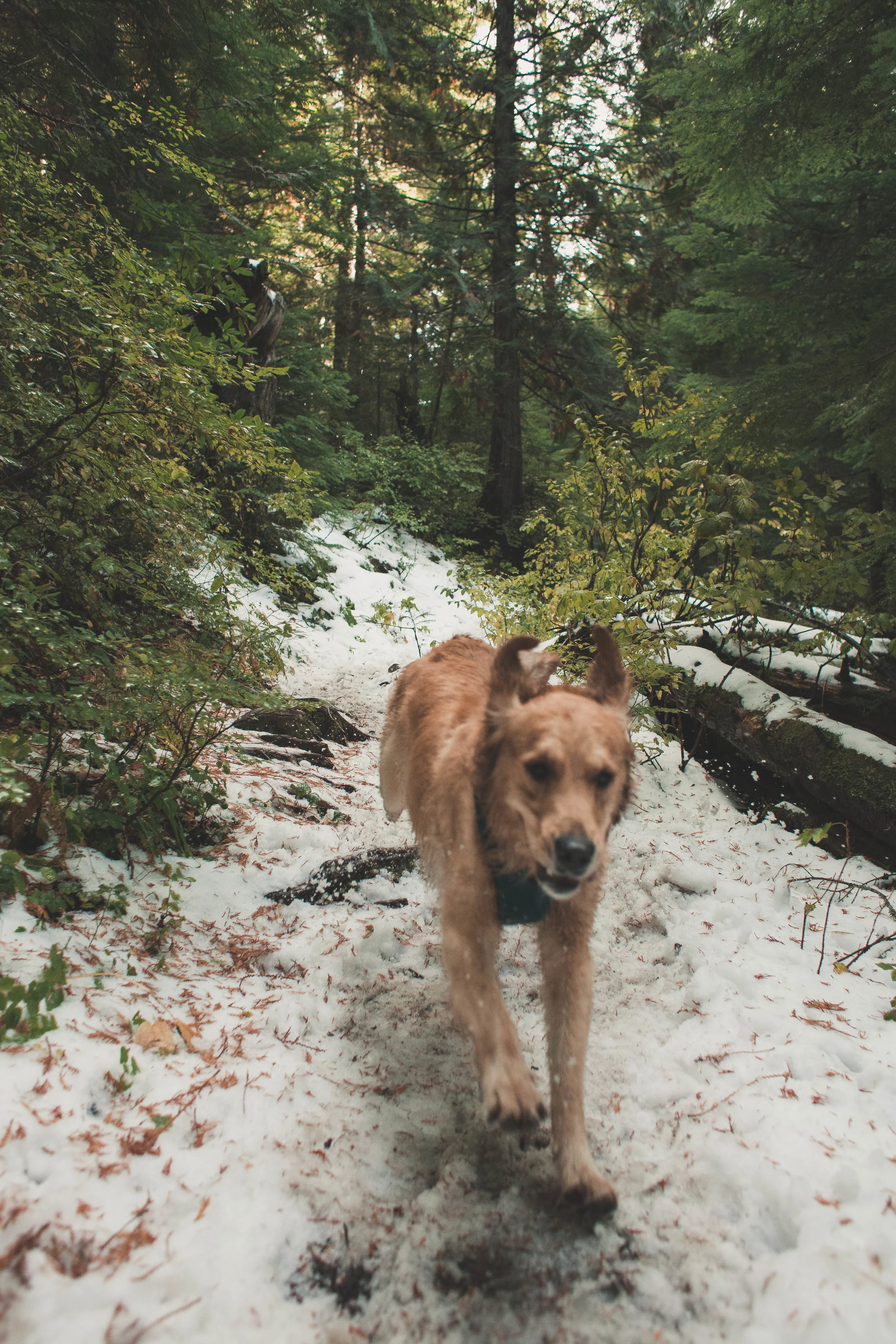 MtHoodBurntLake-7.jpg