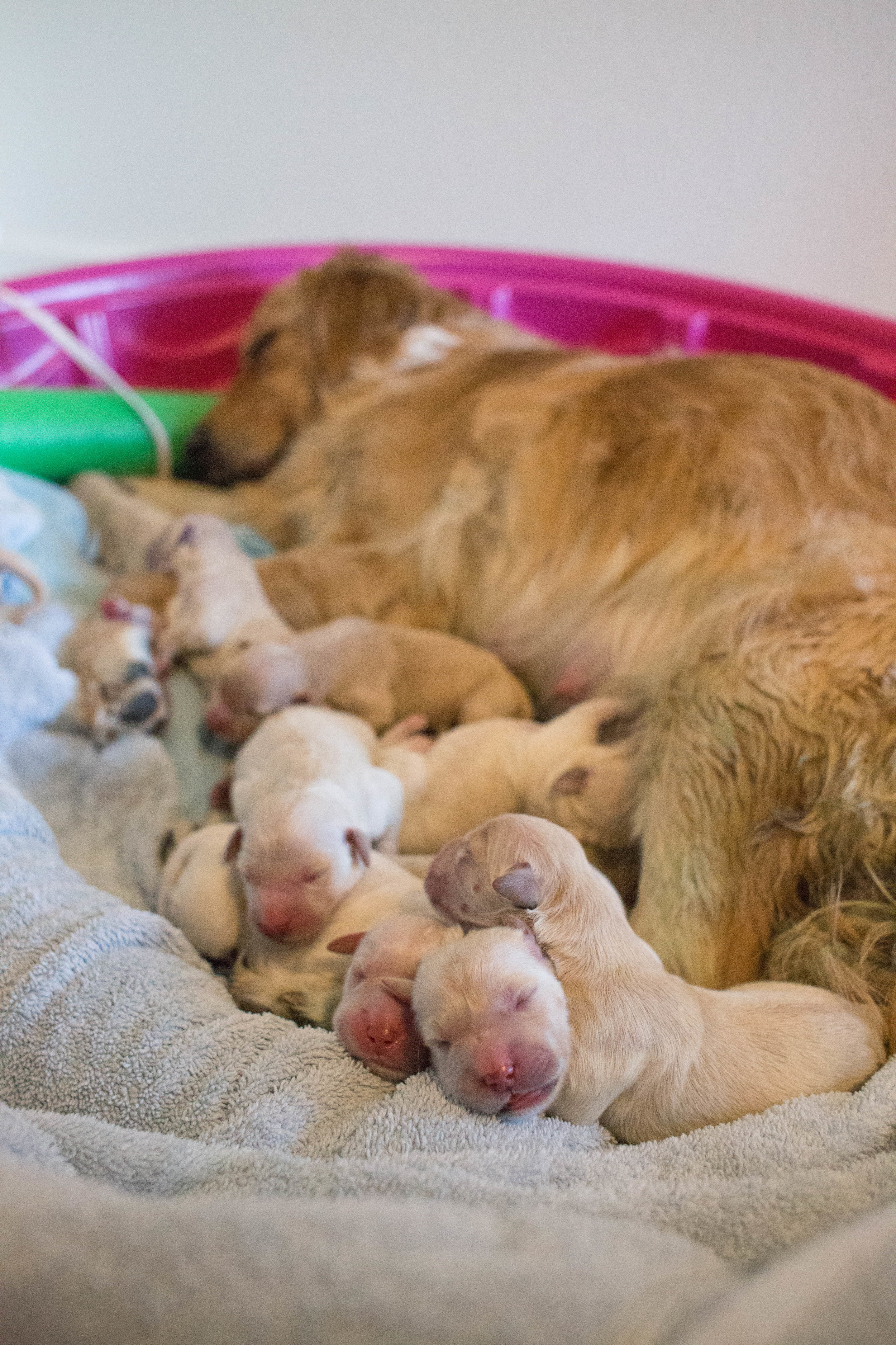 ShilohsPuppyDelivery-23.jpg