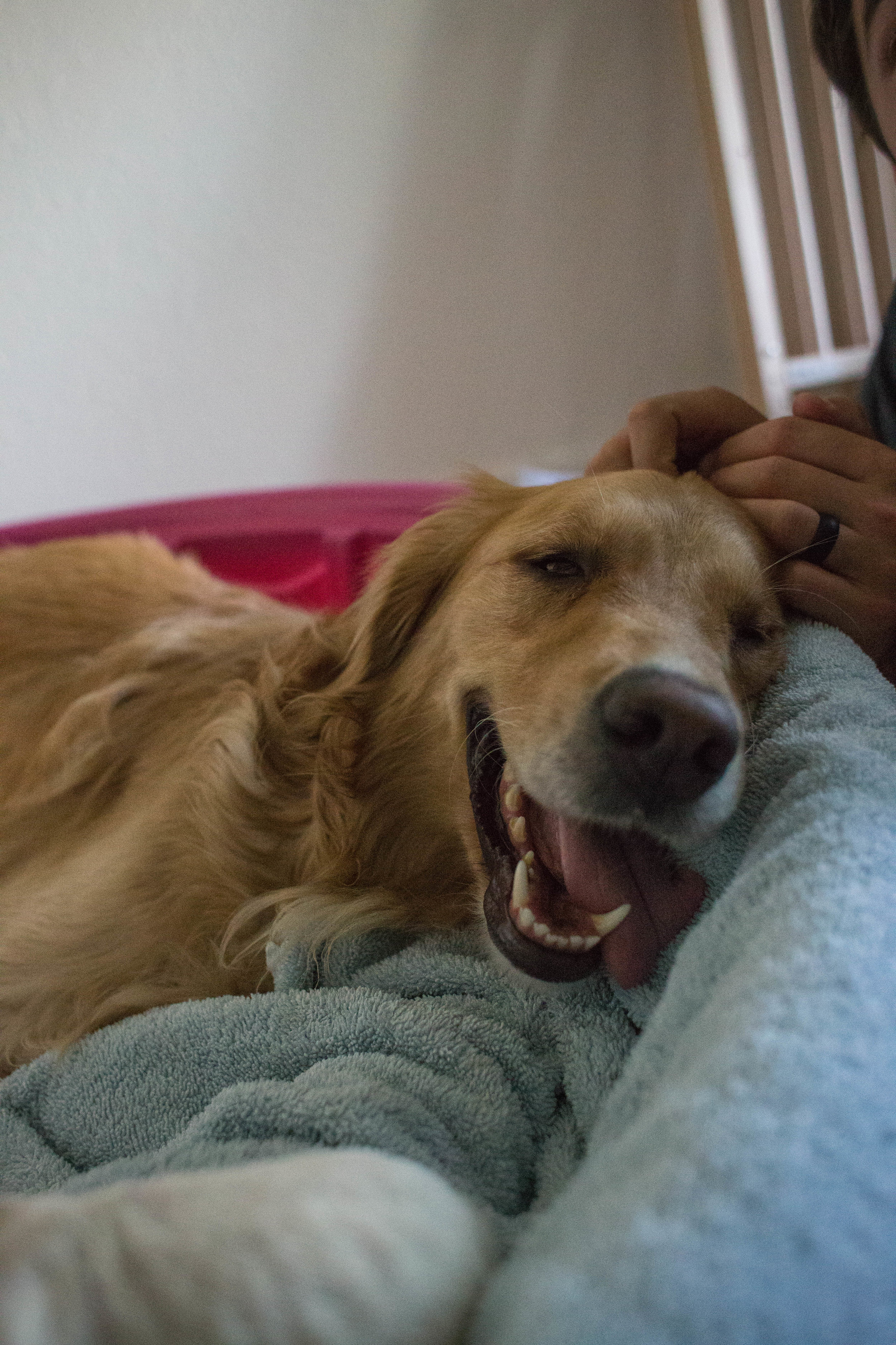 ShilohsPuppyDelivery-17.jpg