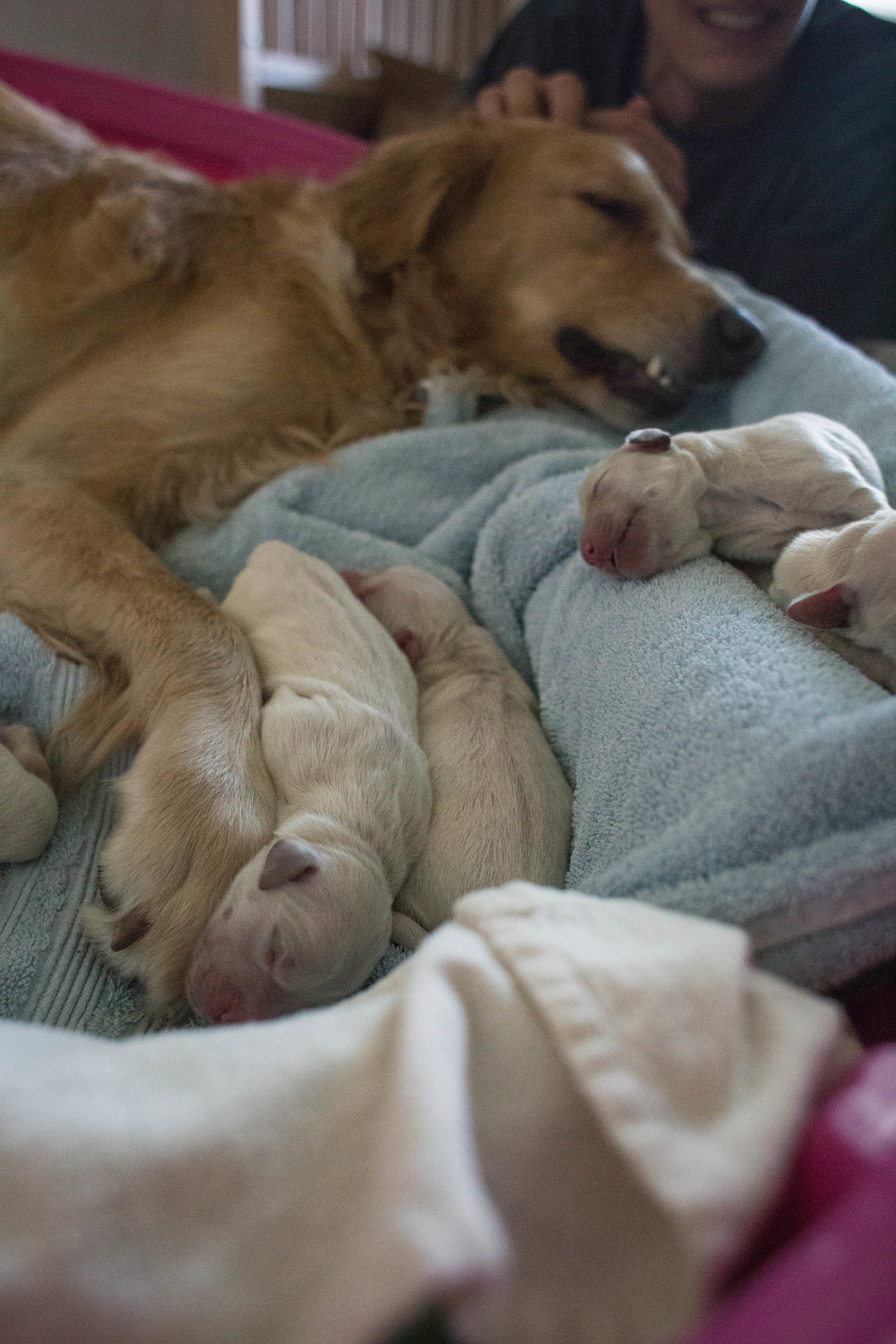 ShilohsPuppyDelivery-16.jpg