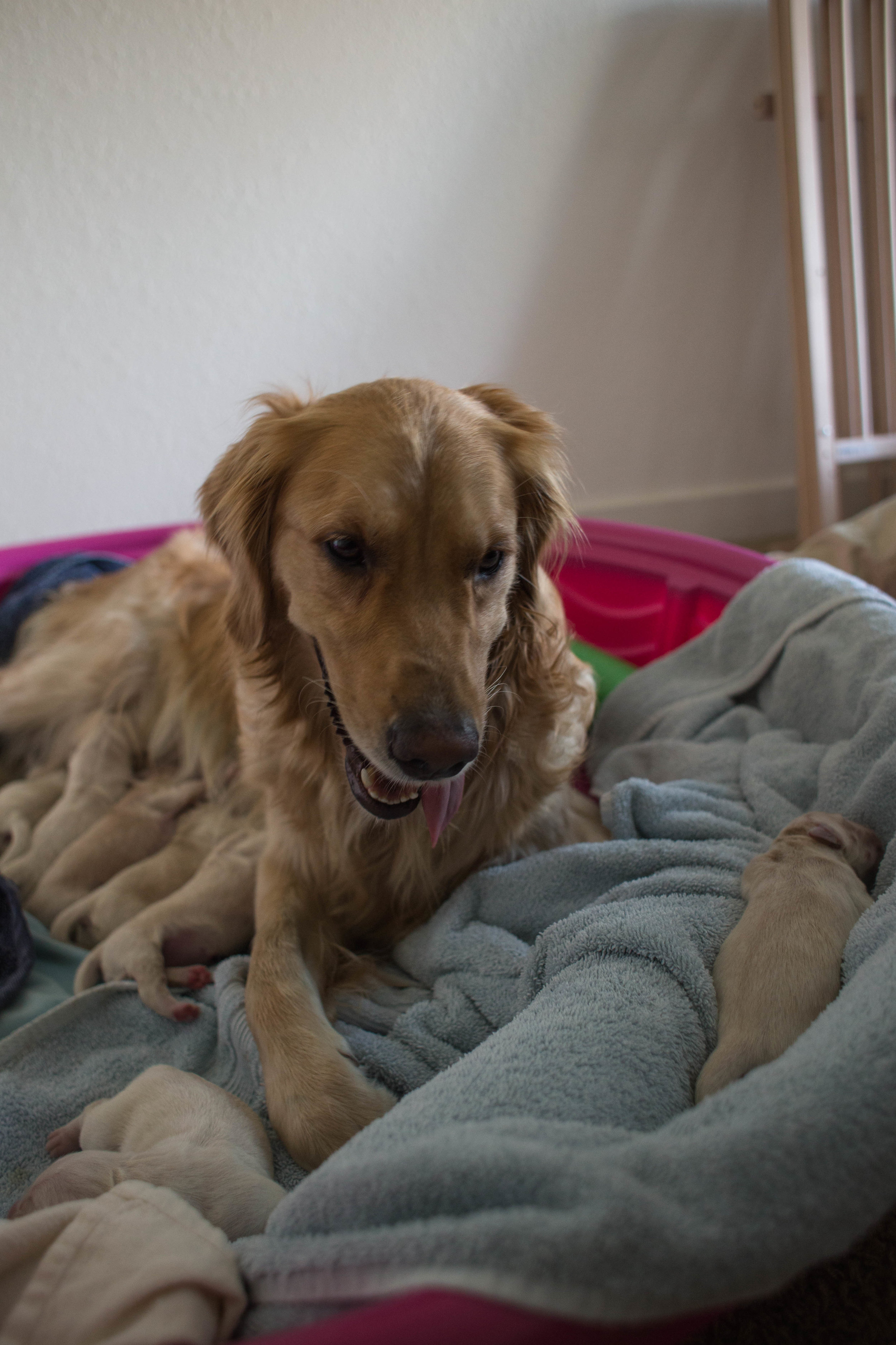 ShilohsPuppyDelivery-13.jpg