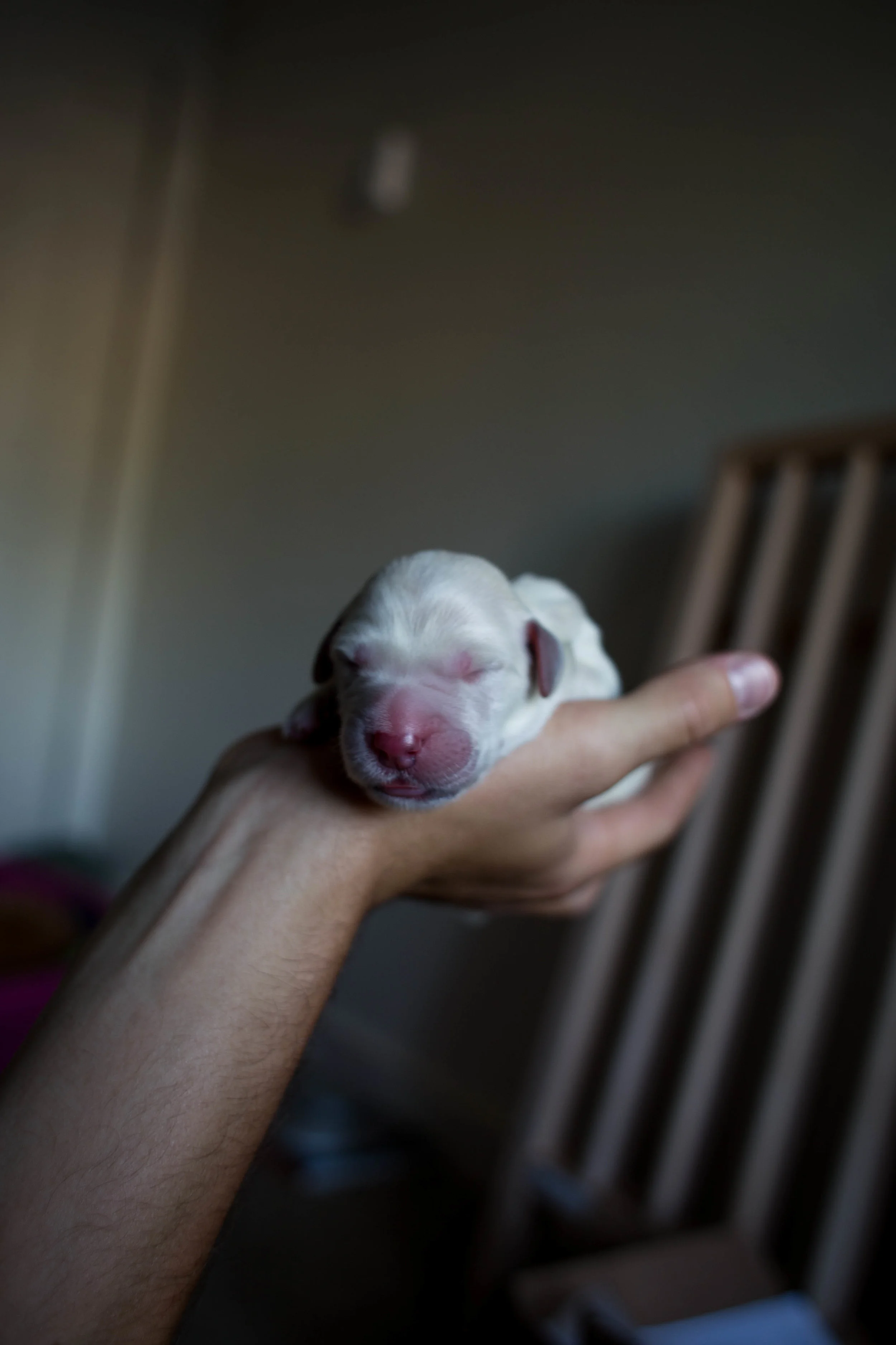 ShilohsPuppyDelivery-10.jpg