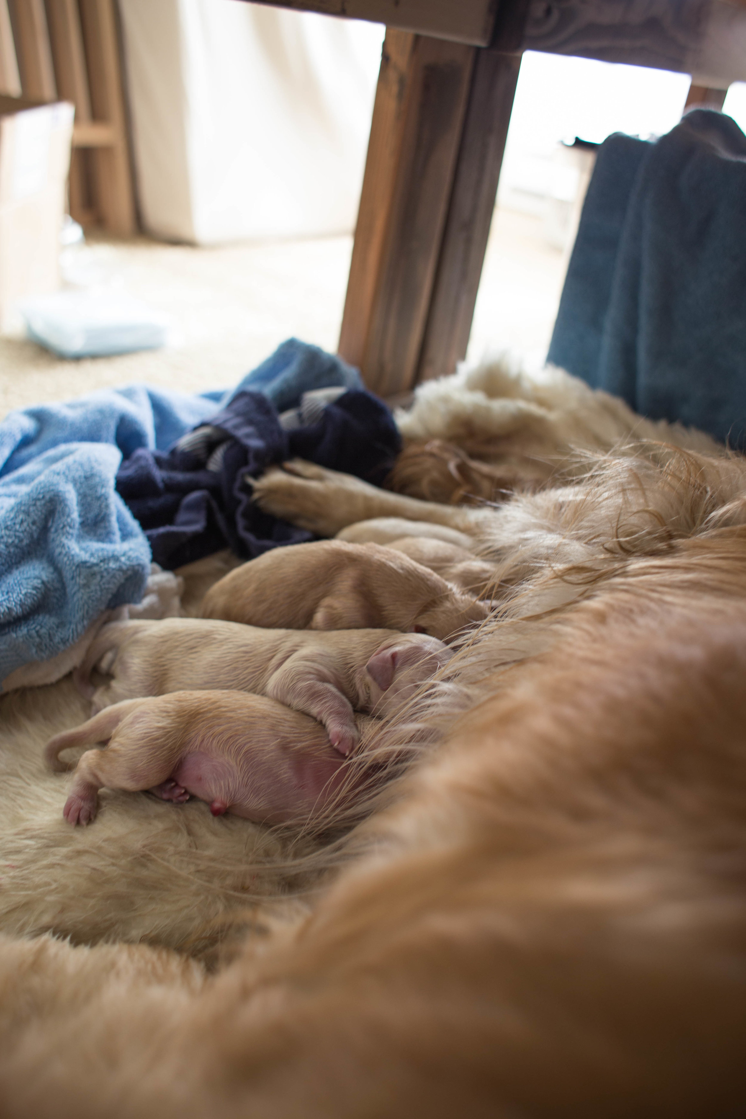 ShilohsPuppyDelivery-4.jpg