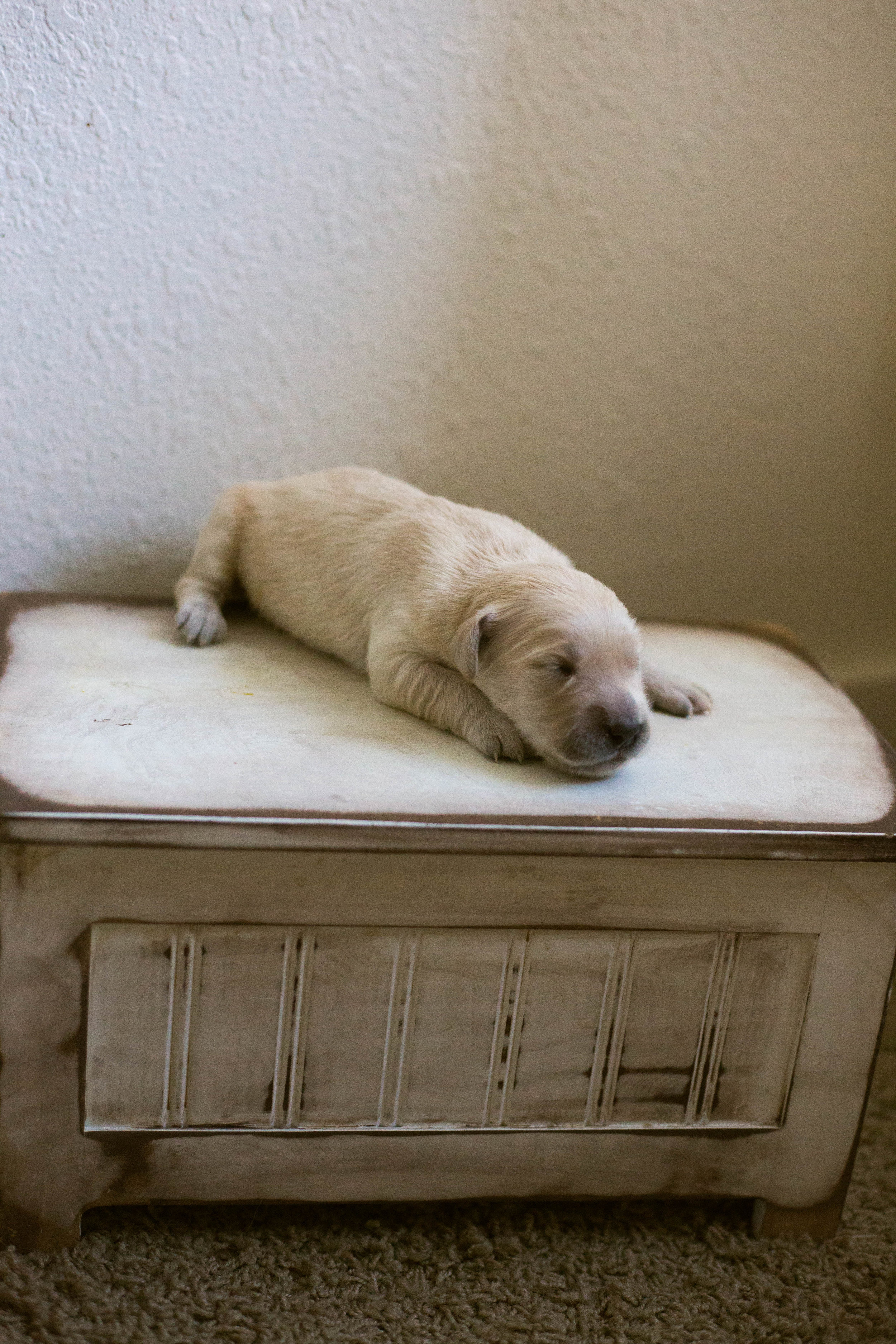 Puppies_1week-2.jpg