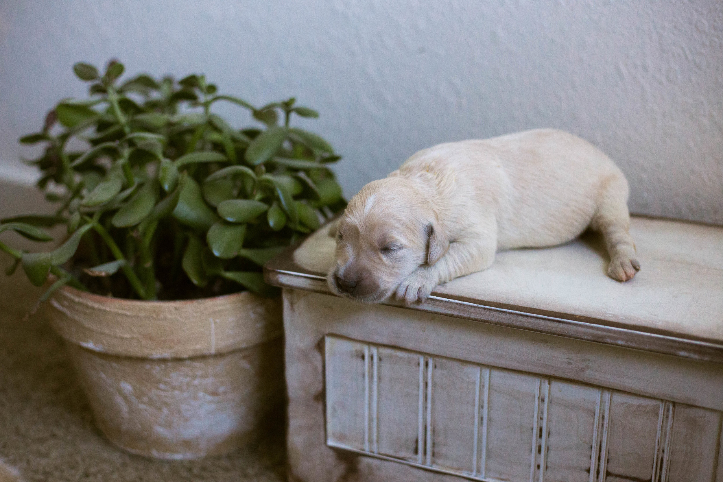 Puppies_1week-5.jpg