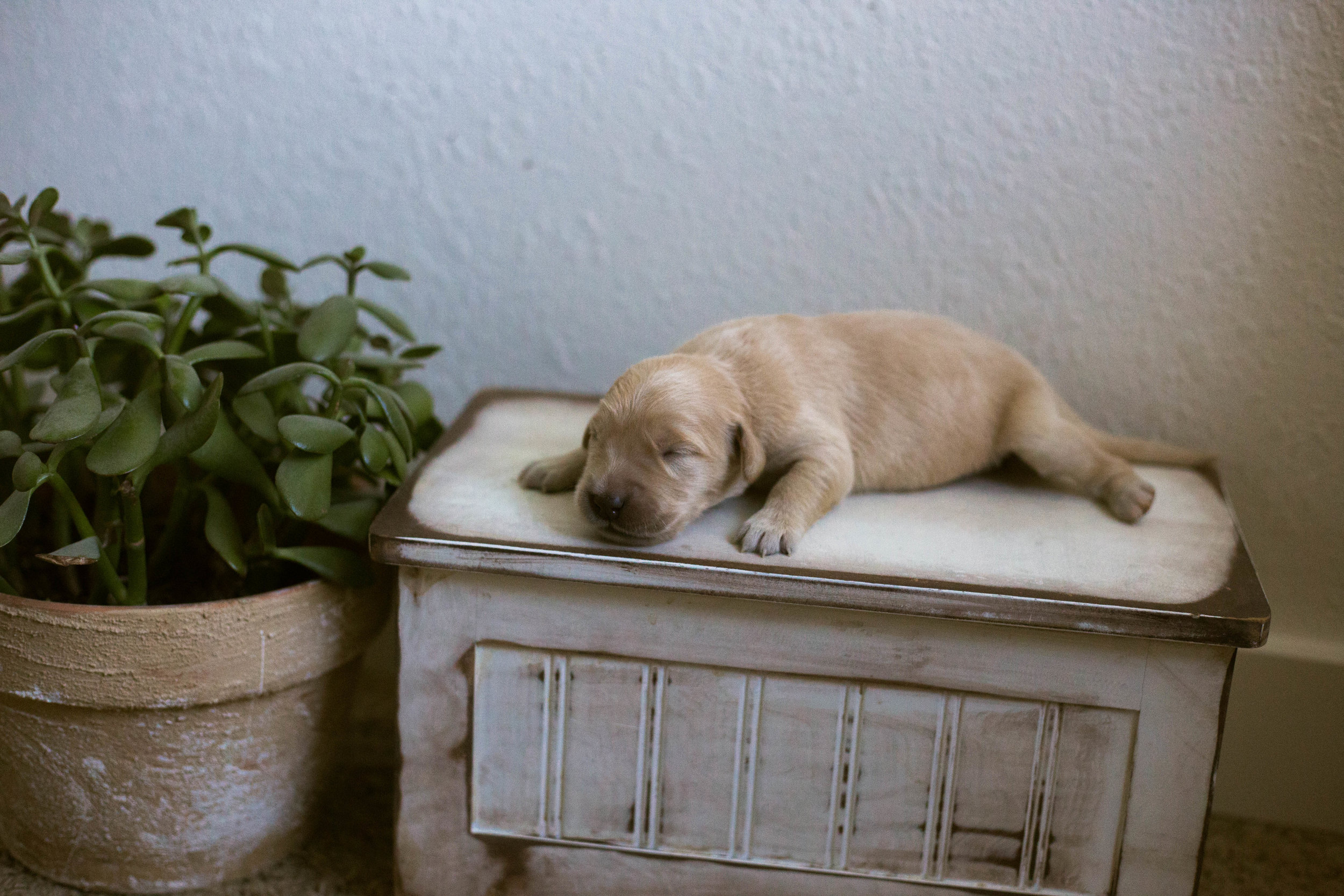 Puppies_1week-6.jpg