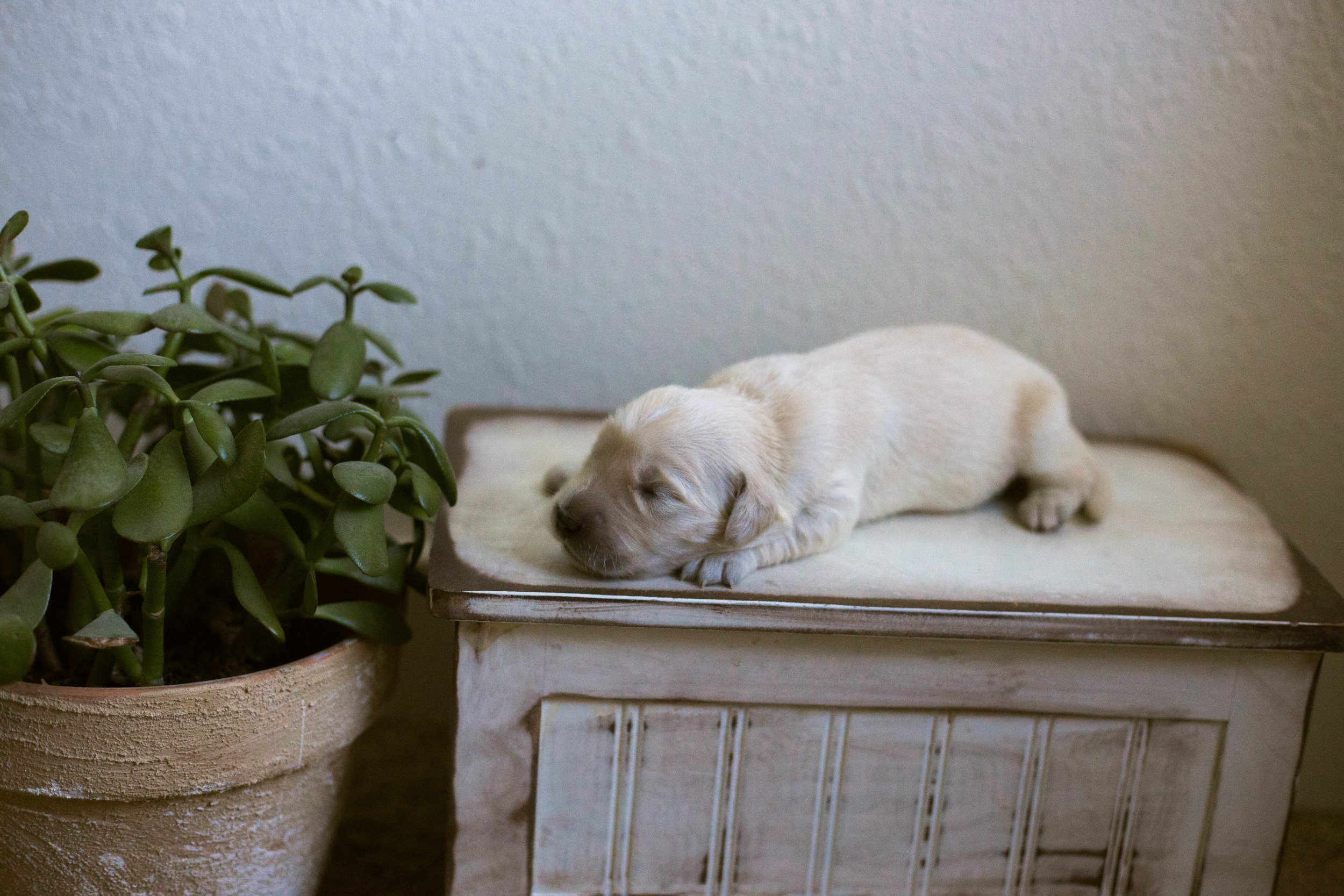 Puppies_1week-9.jpg