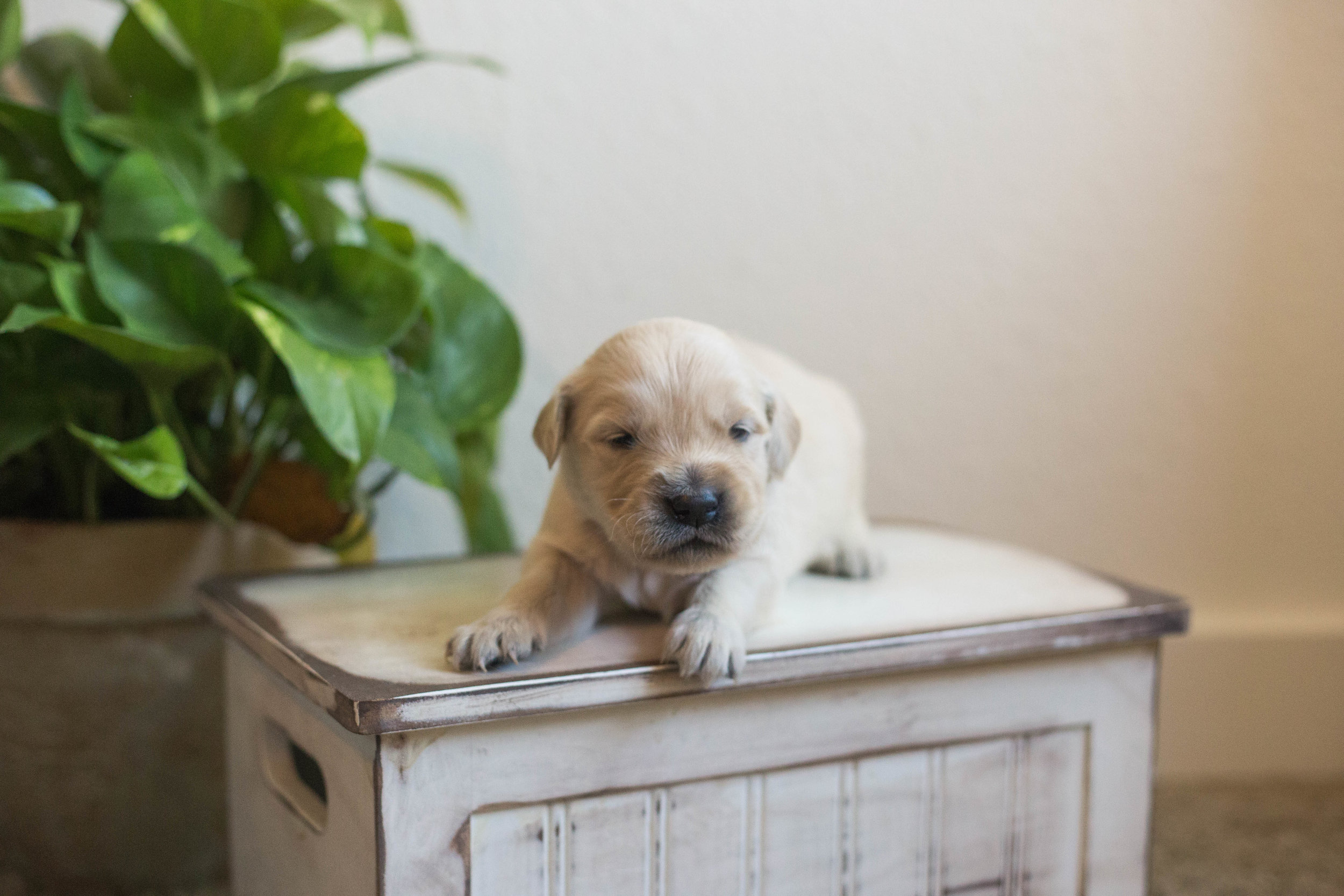 Puppies_2week-04.jpg