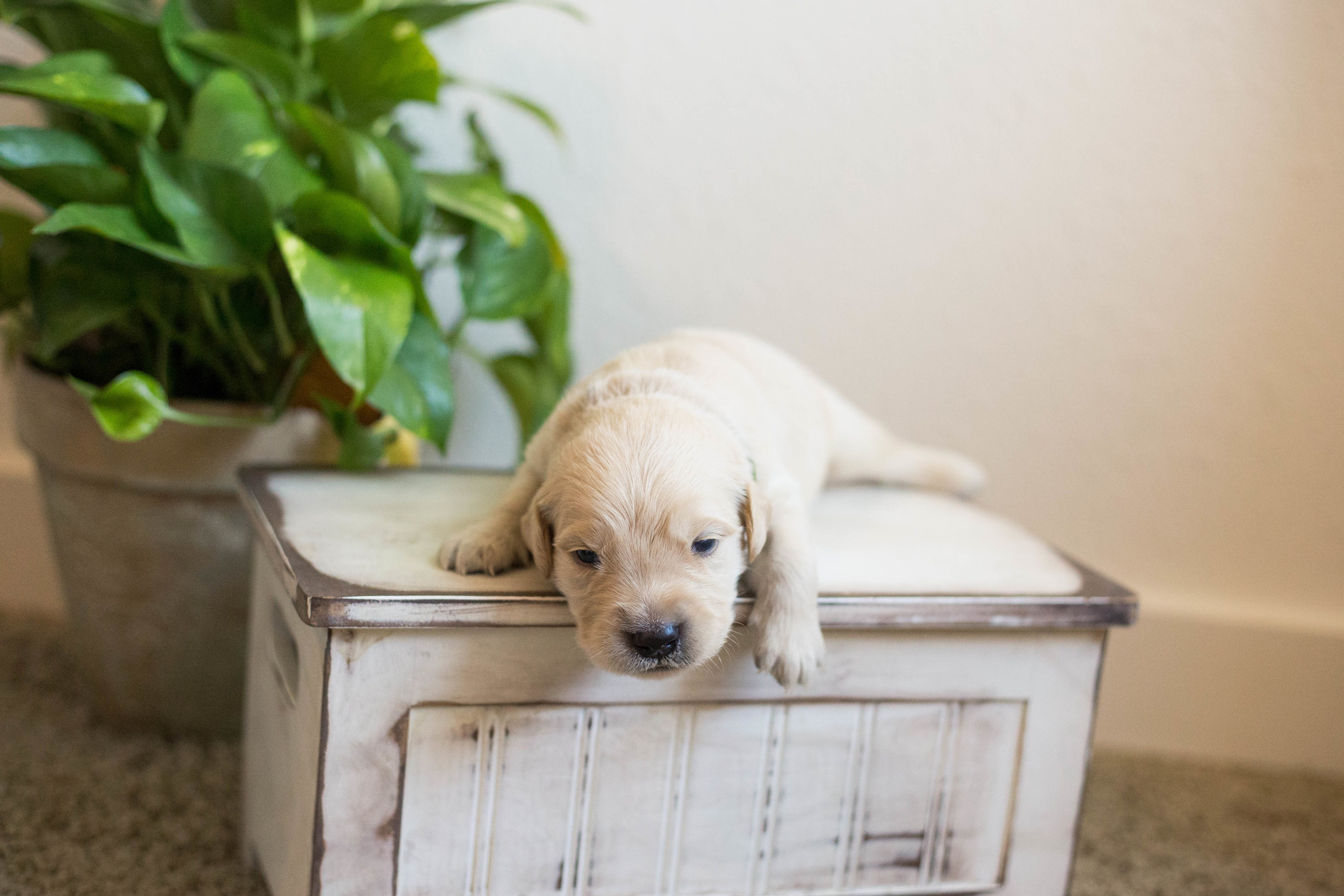 Puppies_2week-10.jpg