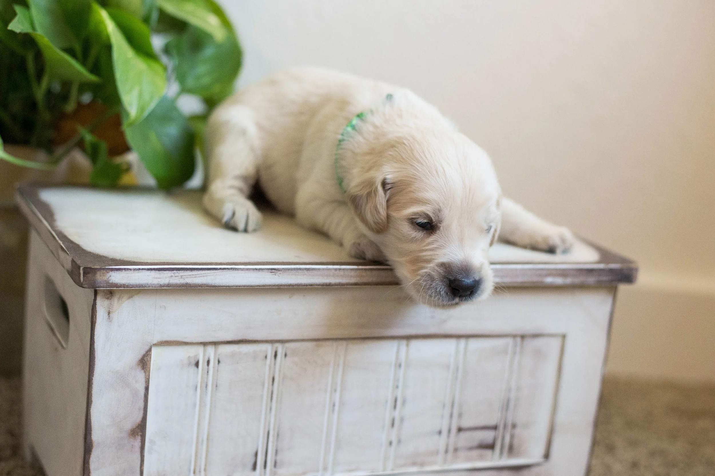 Puppies_2week-11.jpg